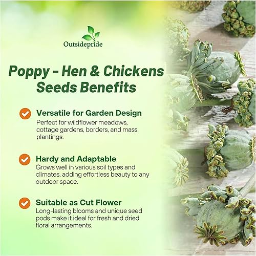Miniatura 3 de Outsidepride Semillas de amapola de gallina y pollos para plantar, 10,000 piezas anuales, tolerantes a la sequía y fáciles de cultivar semillas de