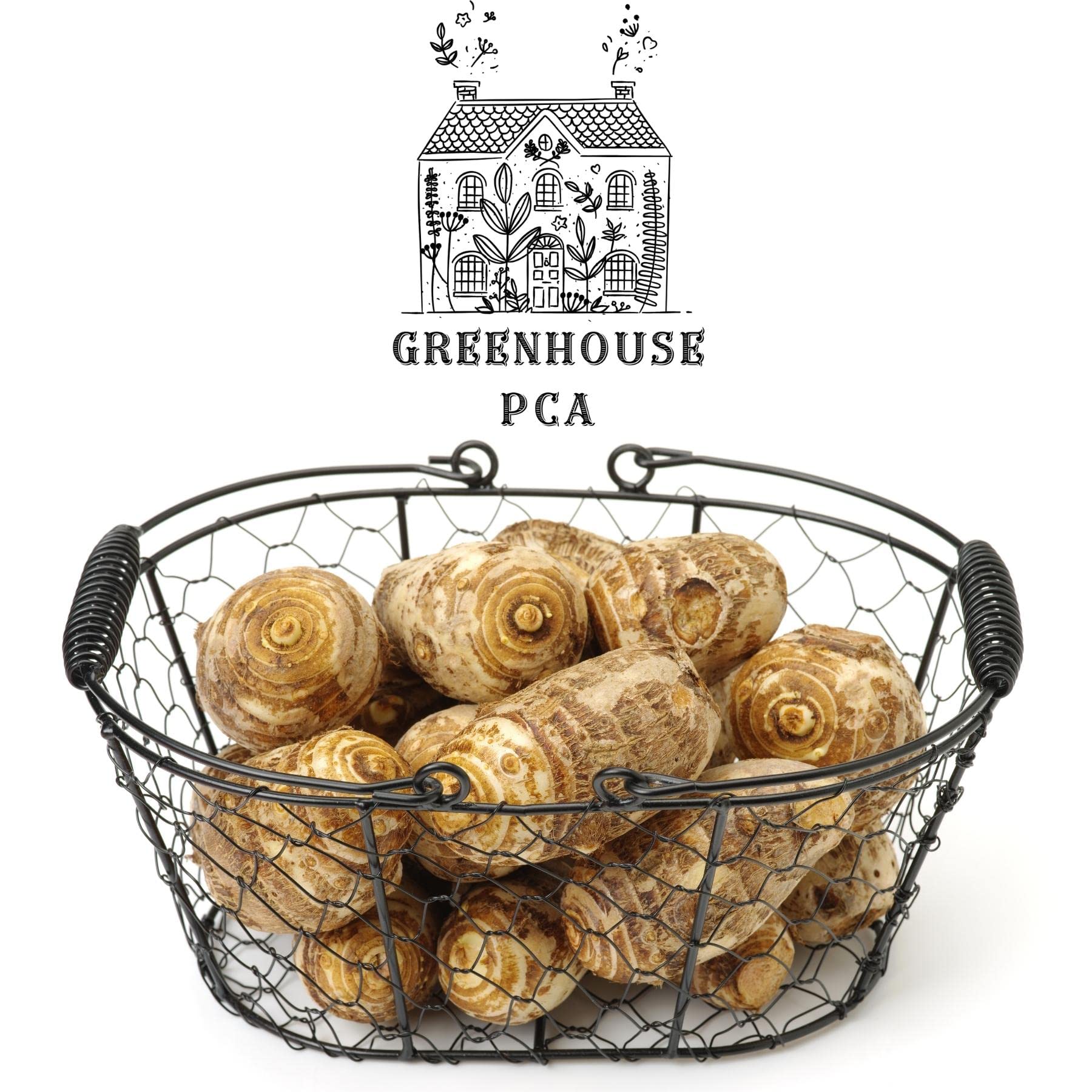 Colocasia (Orecchie D'elefante) - Acquista Bulbi Di Fiori E Piante - Foto 7