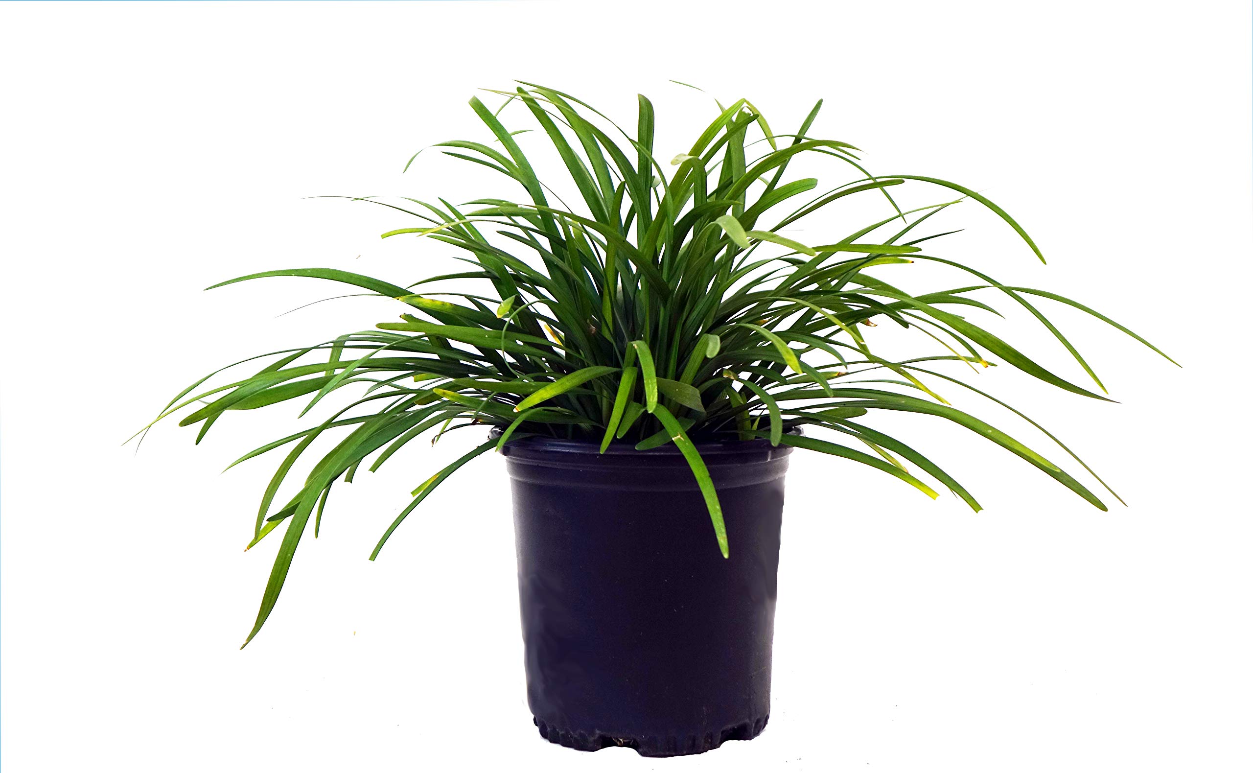 Liriope muscari Big Blue