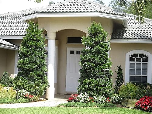 Miniatura 2 de Arándano japonés  3 árboles vivos  Elaeocarpus Decipiens  Planta de cribado de privacidad de hoja perenne