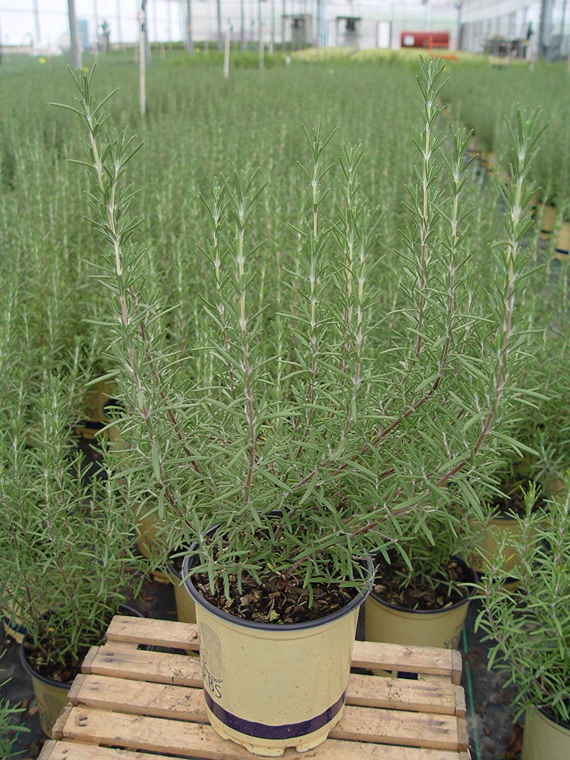 Amazon.com: Sara's Superb Herbs - Rosmarinus officinalis 'Arp' (Rosemary)  Herb, 1 - Size Container : Grocery & Gourmet Food