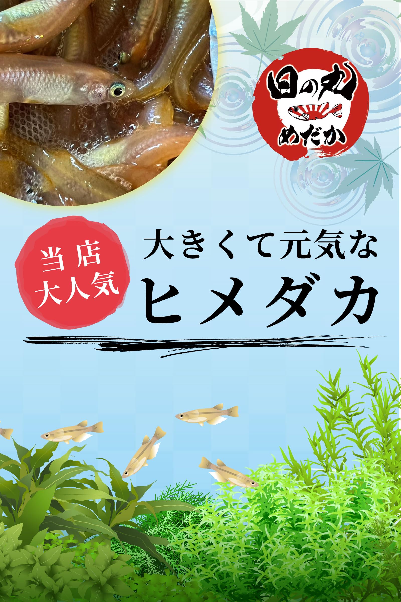 Amazon | ヒメダカ メダカ 生体 【日の丸めだか】 100匹 大粒 死着保証 