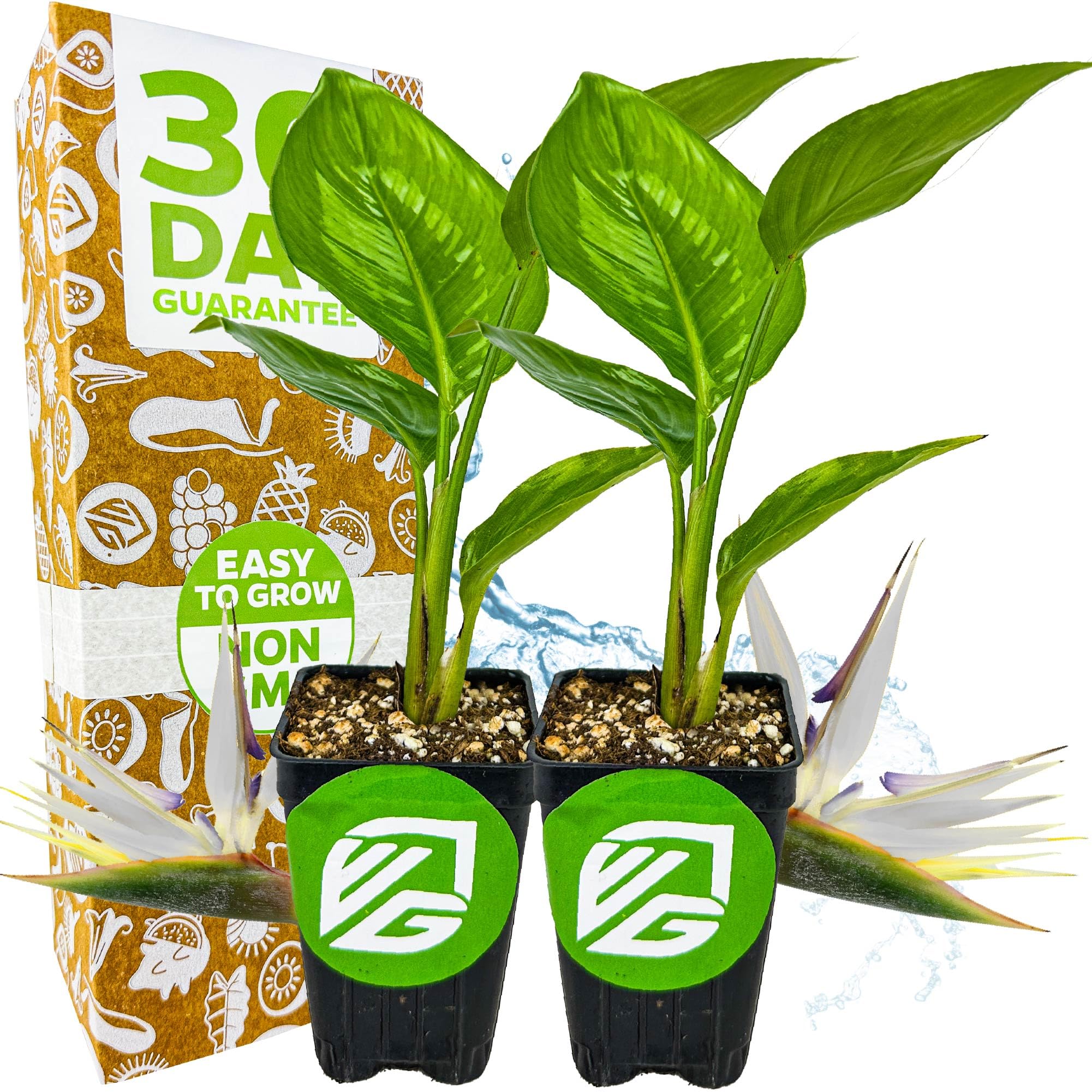 Wellspring Gardens White Bird of Paradise 2-Pack