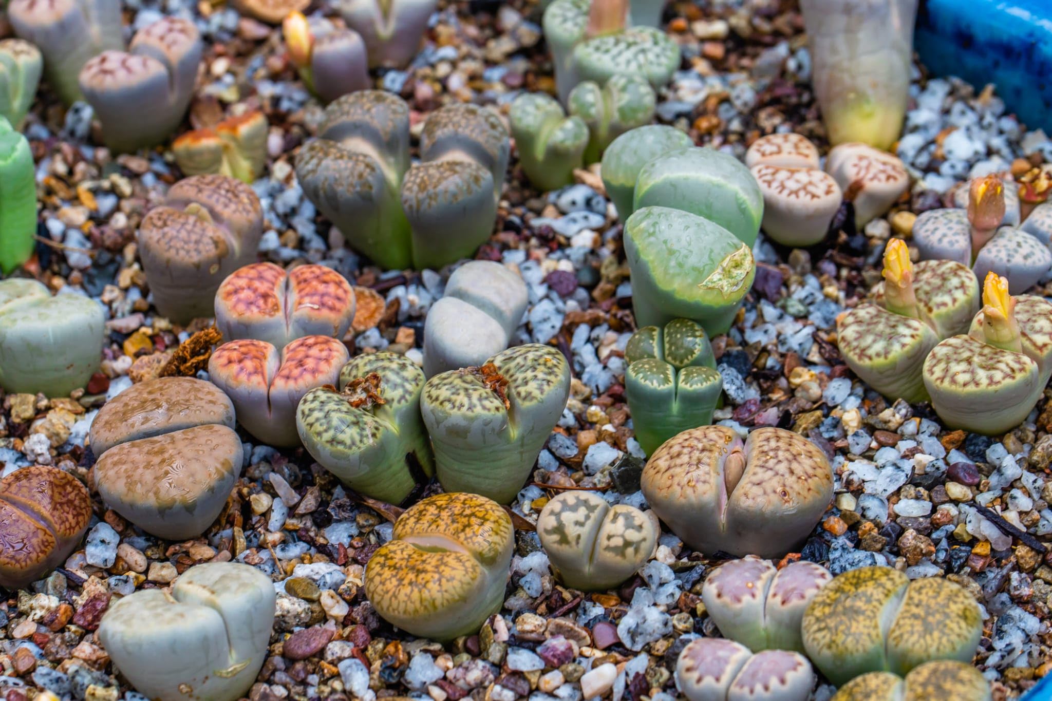 Le Migliori Offerte Pianta Grassa Lithops Online - Fino A 71 Le Migliori Offerte Pianta Grassa Lithops Online - Fino A 71
