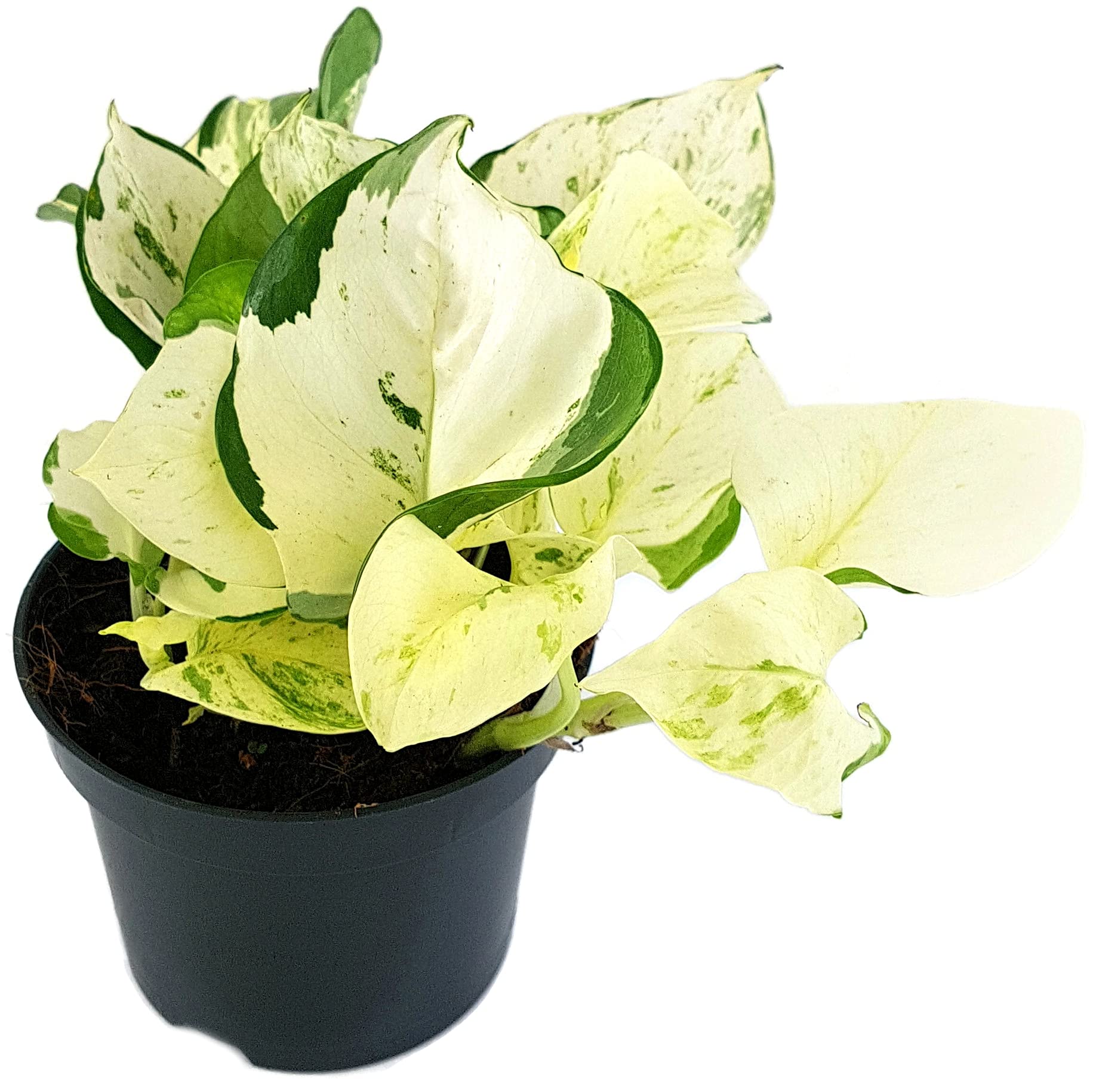 Wei-bunte Variegata Efeutute Scindapsus - Rankende Zimmerpflanze 12cm Topf