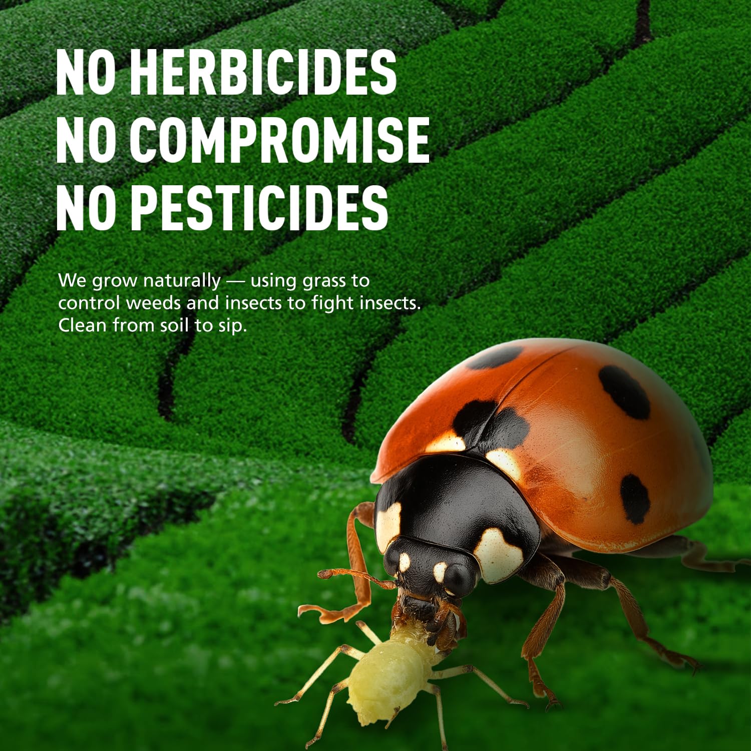 Emerail Ceremonial Grade Matcha Green Tea Powder Premium First Harvest Unsweetened 100 Pure Matcha for Lattes Smoothies and — view 5