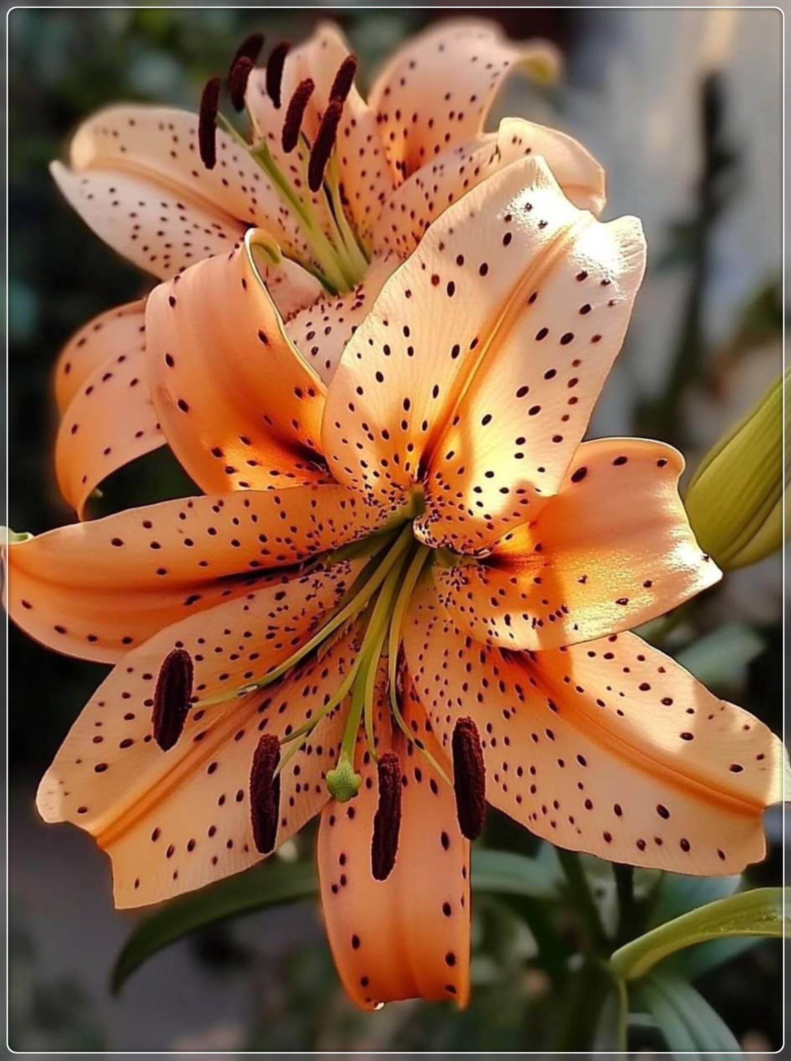 Lily Plants Perennial- Fragrant Flowers- Rare and Beautiful Lily Bulbs Ideal for Rockeries- Borders & Indoor or Outdoor Displays-4bulbs-H
