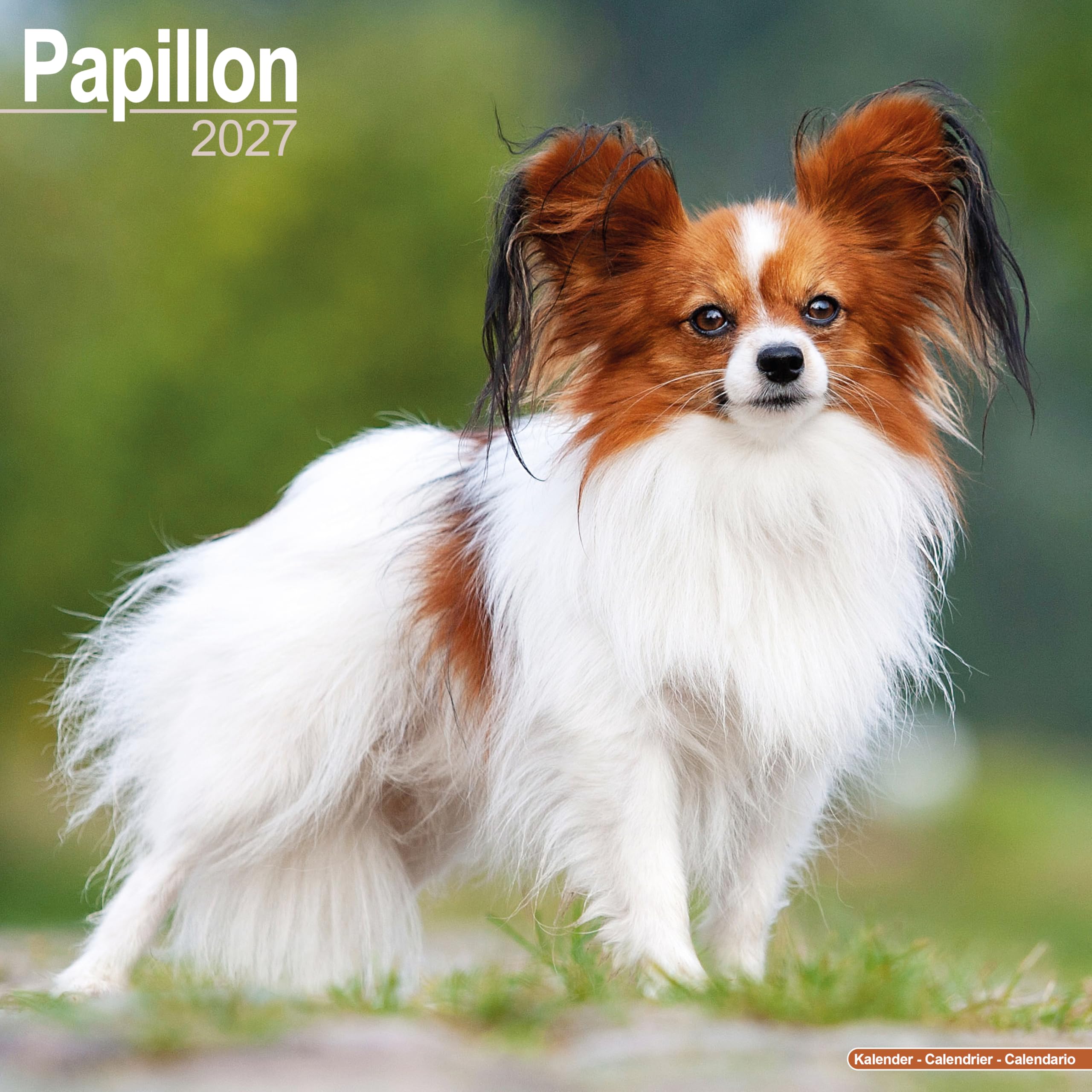 Papillon 2027 Calendar | Square Wall Calendar | Dog Breed Gift | Plastic Free Packaging | by Avonside Publishing