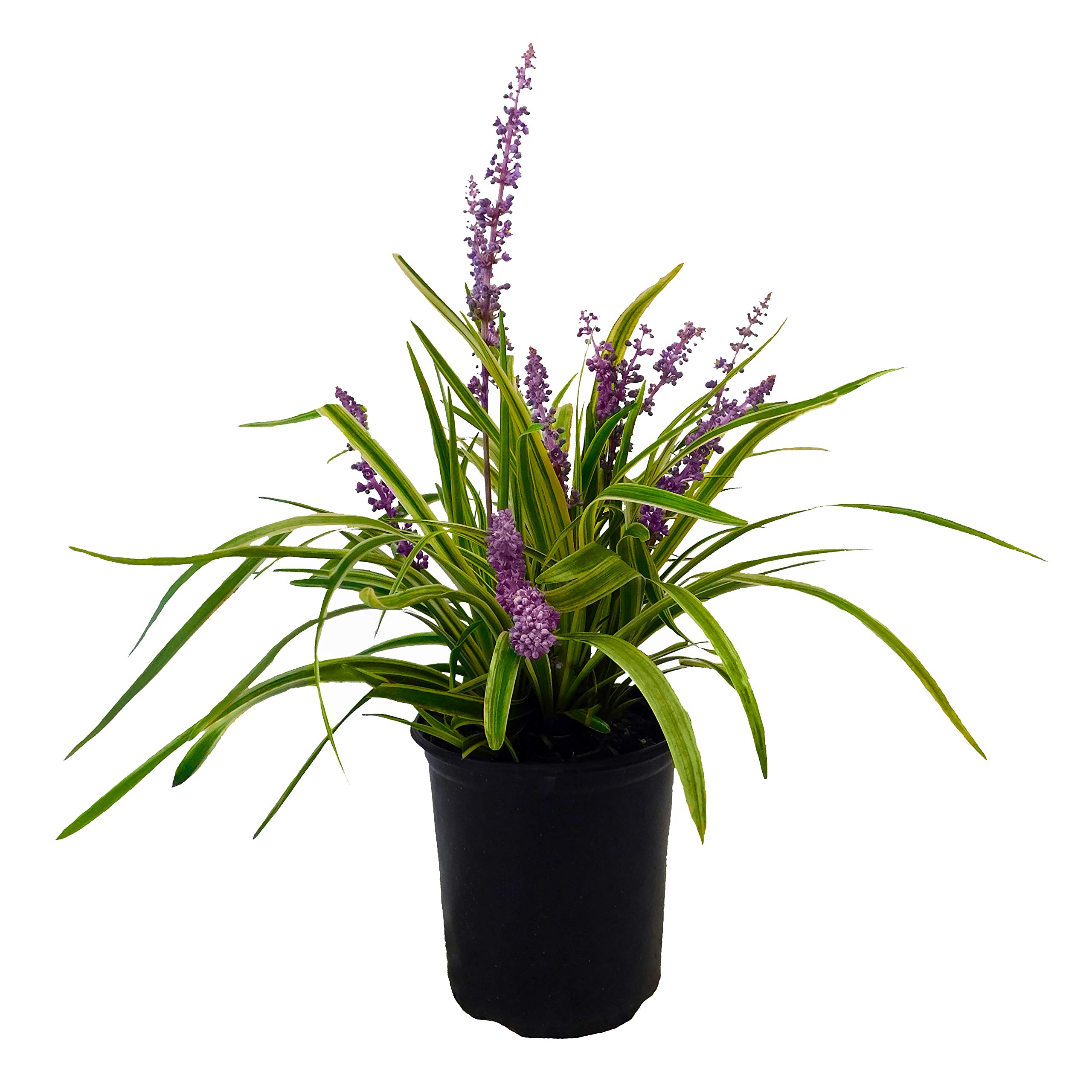 Liriope Grass 1 Gal