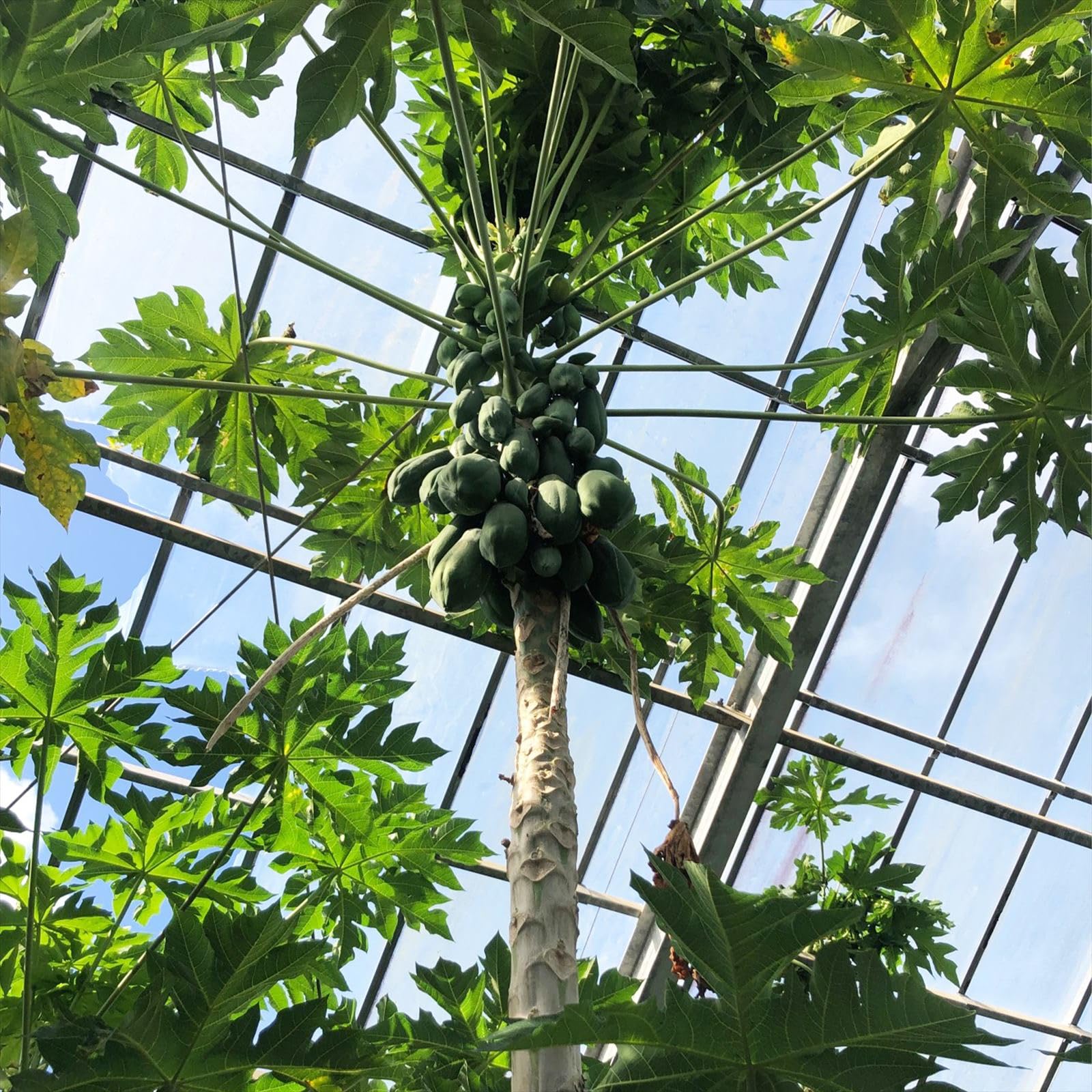 Amazon.co.jp: 無農薬 青パパイヤ 2kg（約2～4玉）沖縄産 沖縄本島から 
