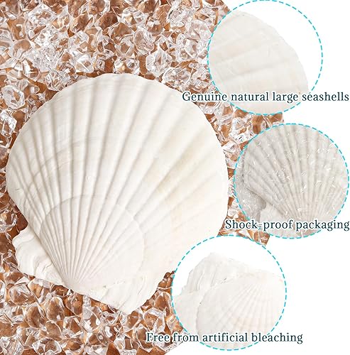 Miniatura 3 de 8 conchas de almeja para manualidades, conchas de vieira naturales de 4 a 5 pulgadas, conchas marinas grandes para manualidades, fiestas temáticas y