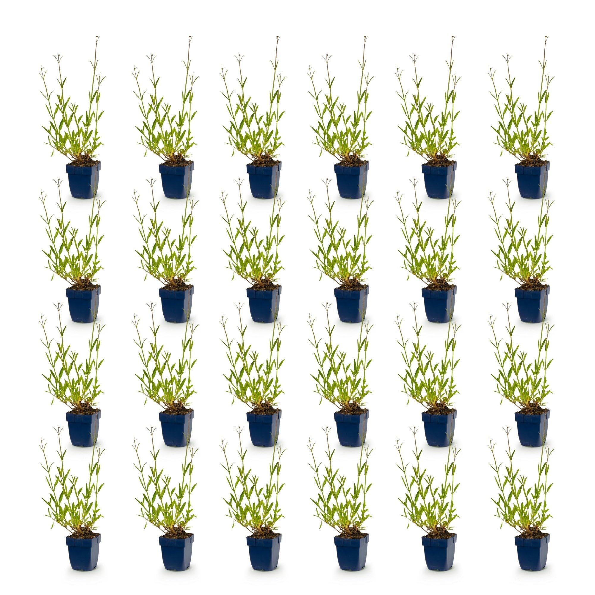 Green boutiQ - Plante vivace - Verbena bonariensis - Verveine de Buenos Aires - Attire abeilles et papillons - Violet - 24 Plantes - Pot 11cm - Hauteur 15-25cm