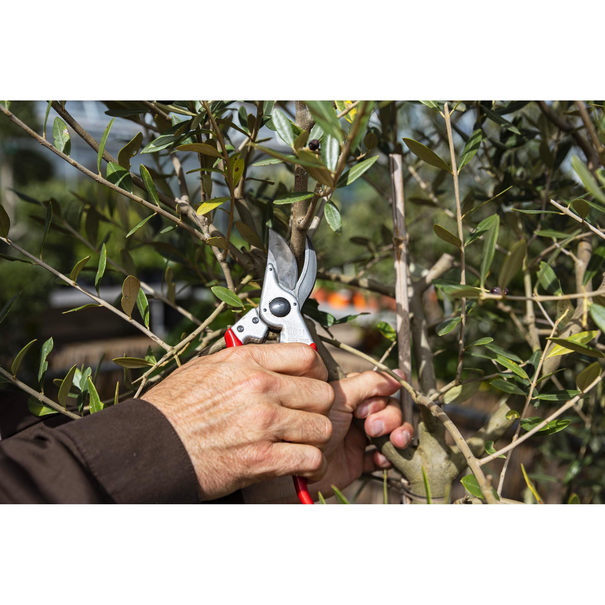 FELCO Ensemble sécateur FELCO 11 et scie pliante 601, outils indispensables pour le jardinage, coupe précise et vigne