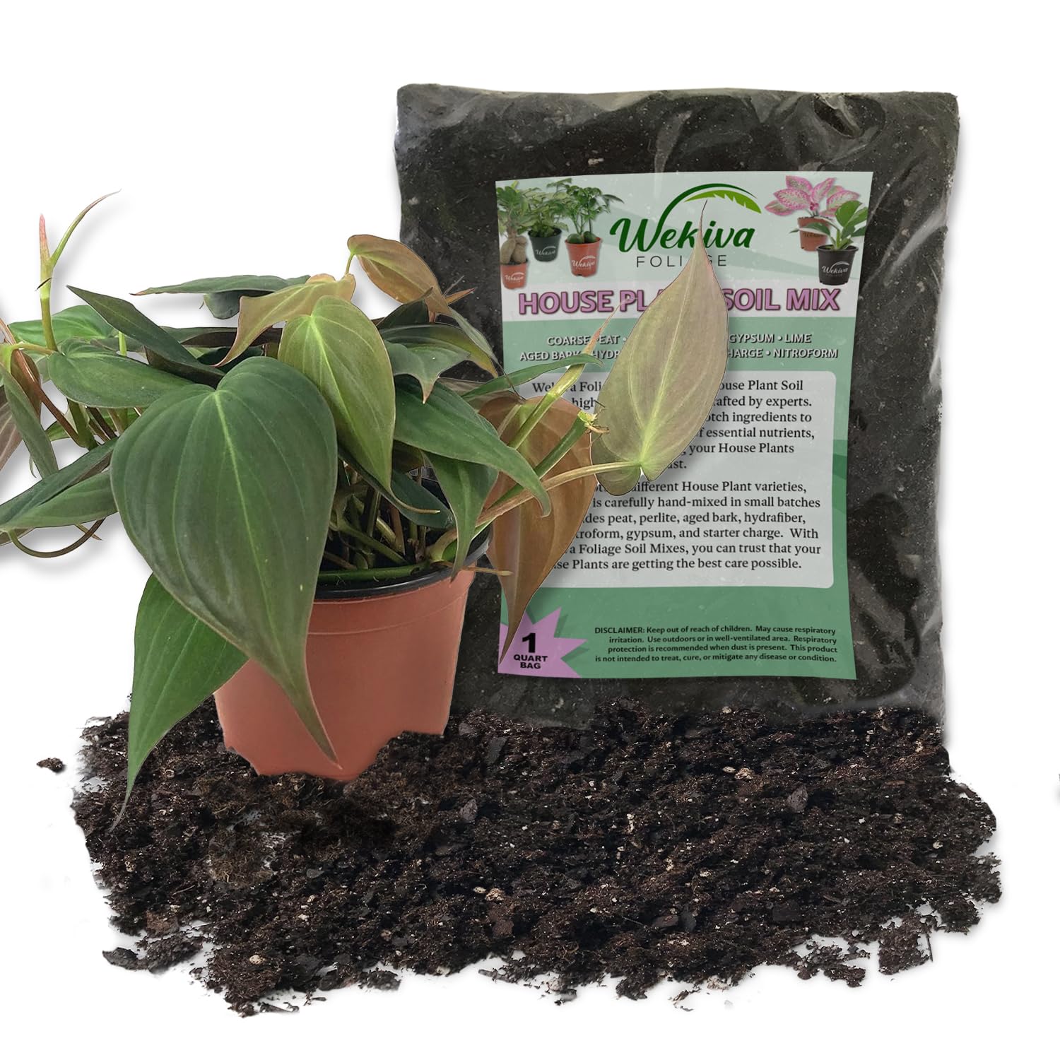 manjula pothos for sale Pothos Manjula Epipremnum Aureum