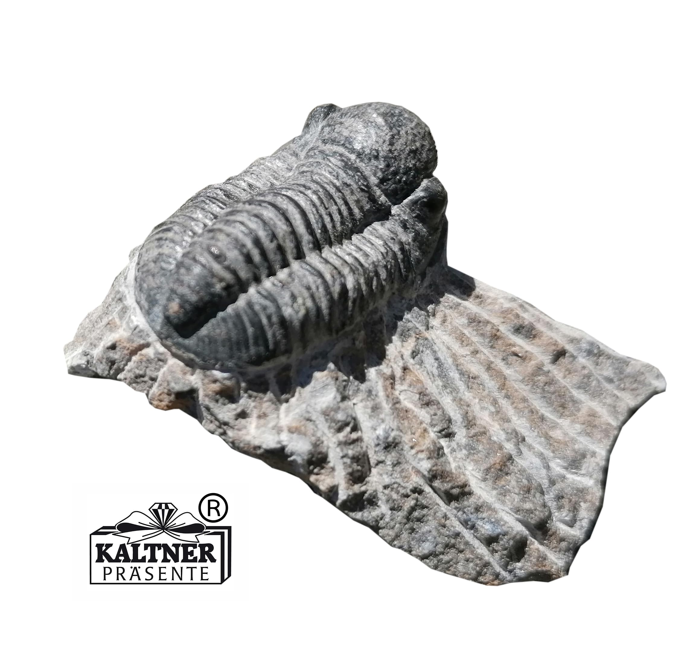 Geschenkidee - Versteinerte Urzeit Fossilien: Fossilie Trilobiten Trilobit Gerastos aus Marokko/Lehrmaterialien Fossilien (Ø 5 cm)