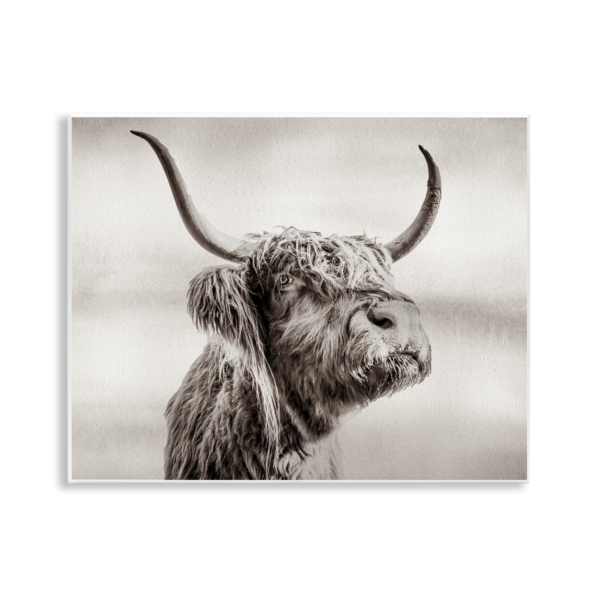 Stupell Industries 'Horned Highland Cow Gazing', Wall Plaque Art, 14 x 11 Inches, Easy to Hang and Sturdy, Made in USA, by Julia Frost