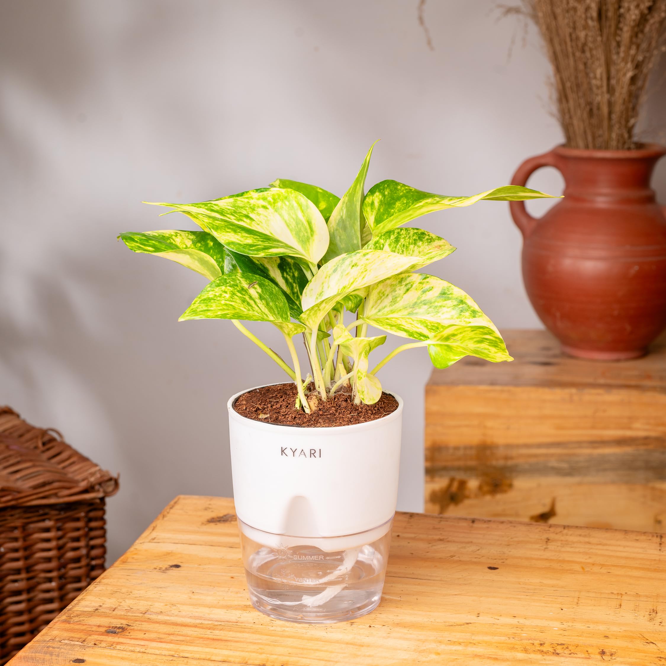 KYARI Good Luck Money Variegated Live Plant with White Self Watering Pot - Small 4 Inch - Image 2 thumbnail