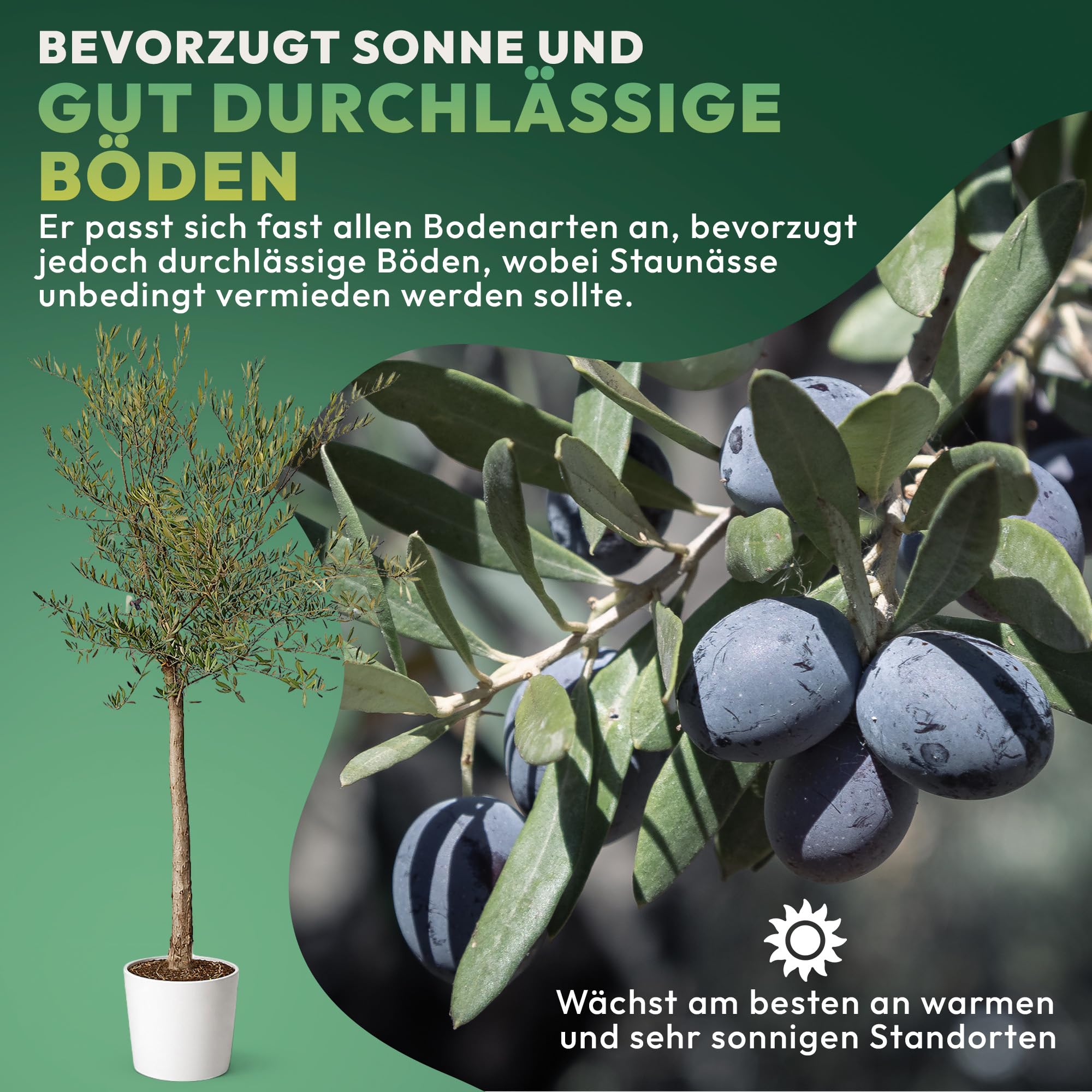Olivenbaum Winterhart bis -15º - Olivenbaum echt XXL 180 cm - Olea Europaea - Oliven Baum mit Stammumfang 12cm-14 cm - Winterharte Kübelpflanzen Olive Tree