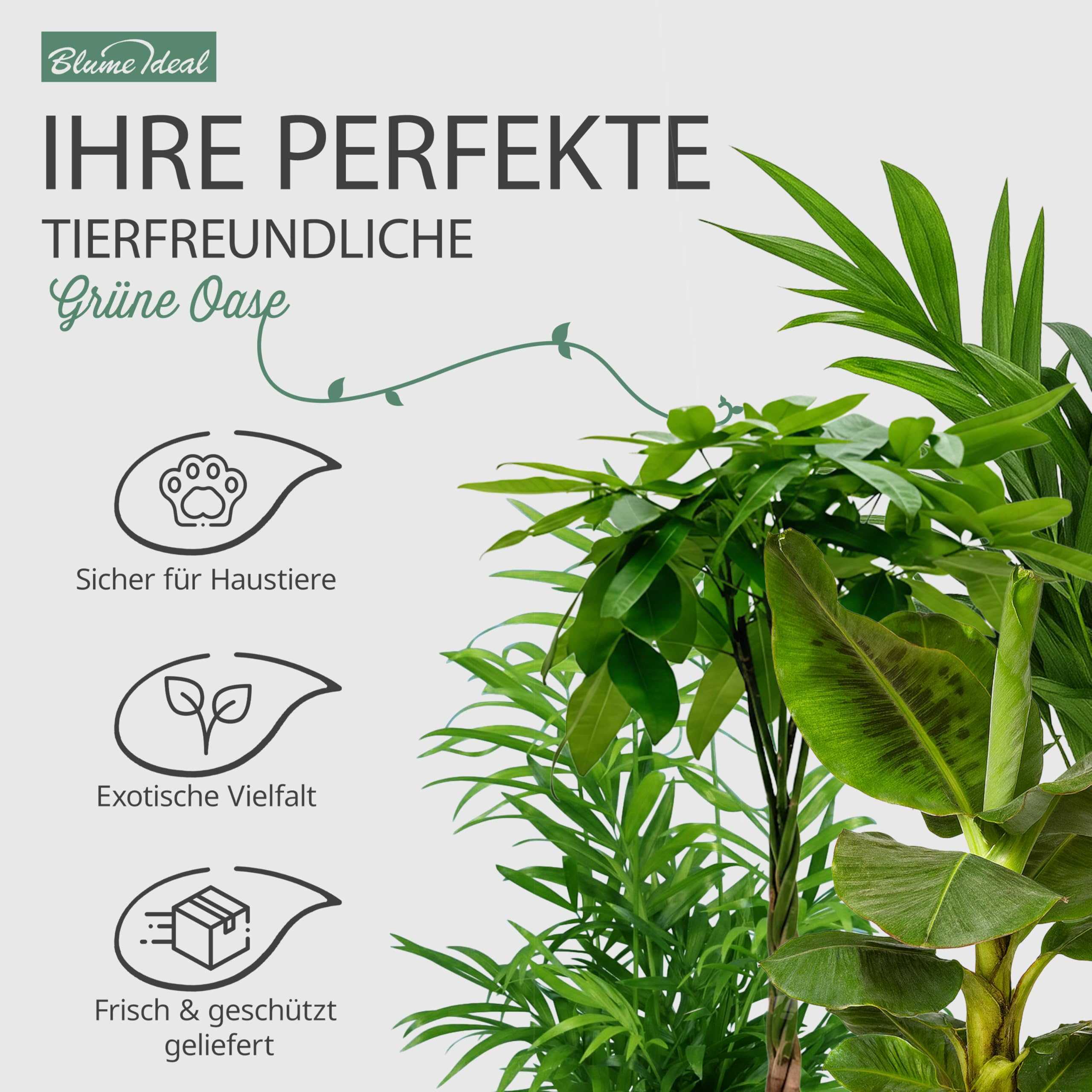 “Tierfreund” Pflanzenset | 5er-Set | Pachira, Bergpalme, Musa, Calathea, Areca | ca. 30-60 cm | Ø 12-15 cm Topf | Ungiftige Zimmerpflanzen für Wohnung und Büro
