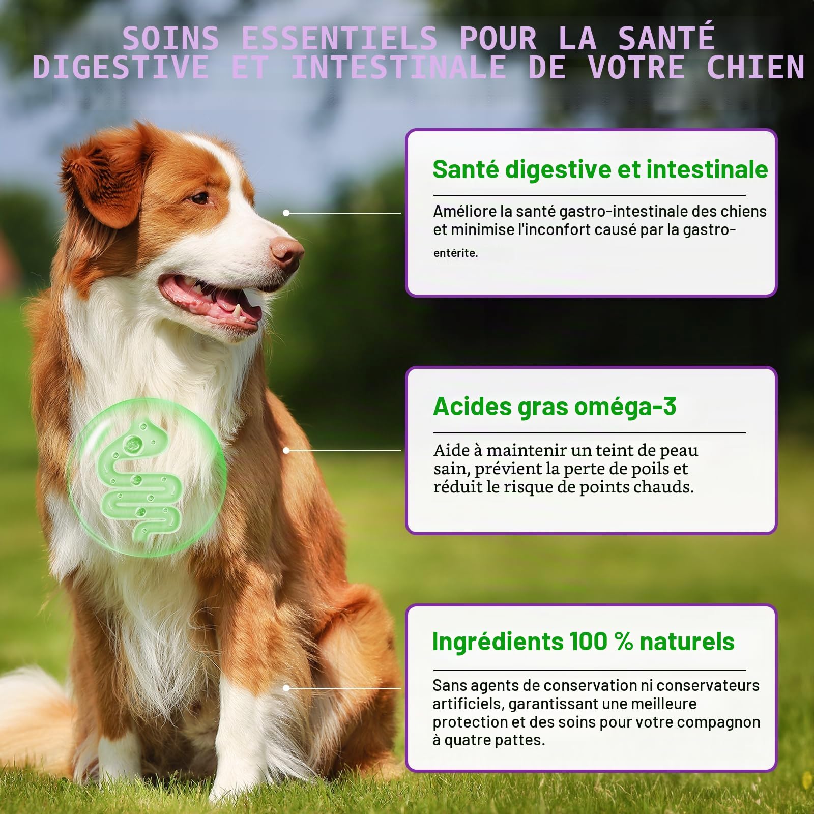 Comprimés à Mâcher pour Chiens Contre Les Allergies, Soulage Les Démangeaisons Cutanées, Renforcent l'immunité, Soulagent Les Allergies Saisonnières et Favorisent Une Peau et Un Pelage Sains, 150pc