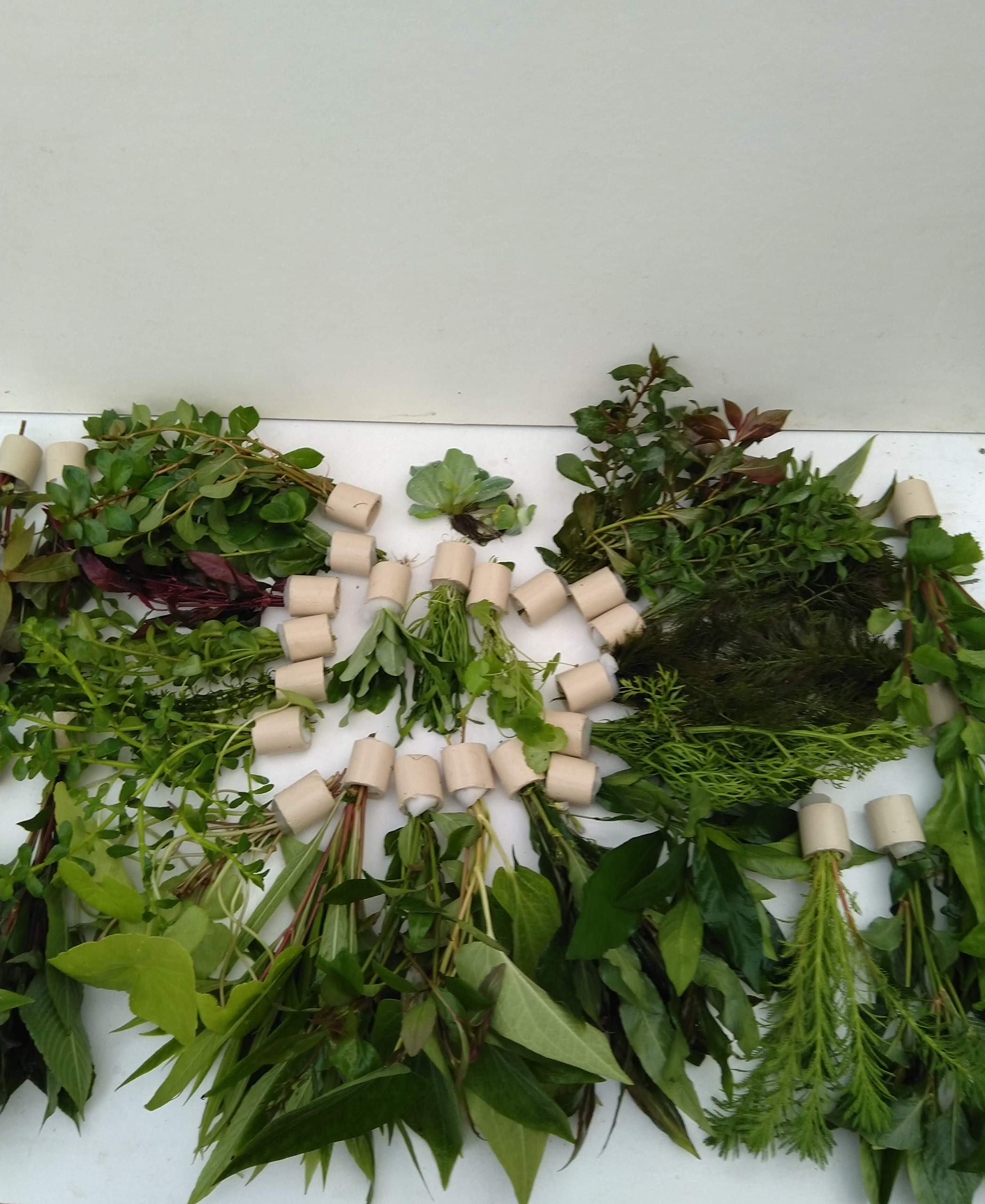 20 Bund gemischte Wasserpflanze mix lebende Wasserpflanze.