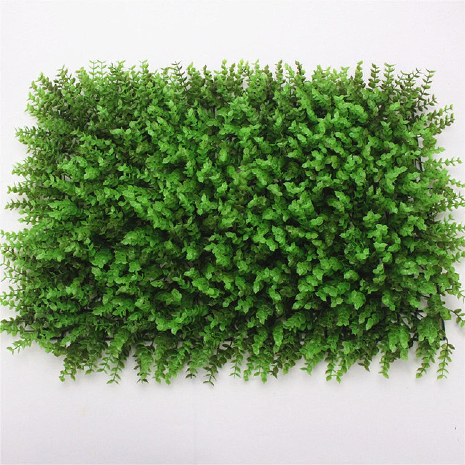 liguster atrovirens kaufen Liguster  Ligustrum vulgare 'Atrovirens' (Hecke)  Blupf by Kitzinger