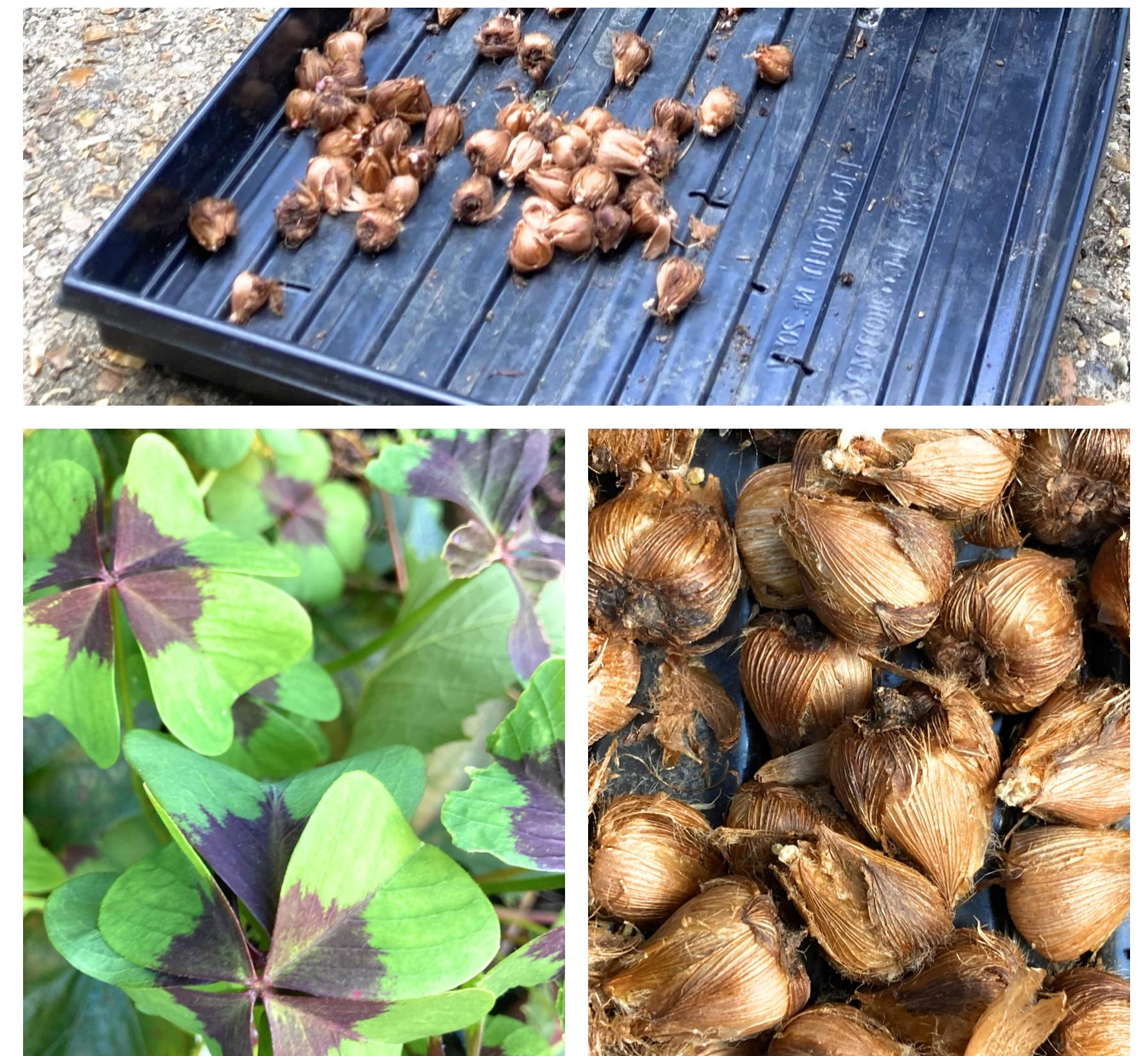 20 x Oxalis Shamrock 'Iron Cross' Bulbs (Four Leaf Clover) (Free UK Postage)