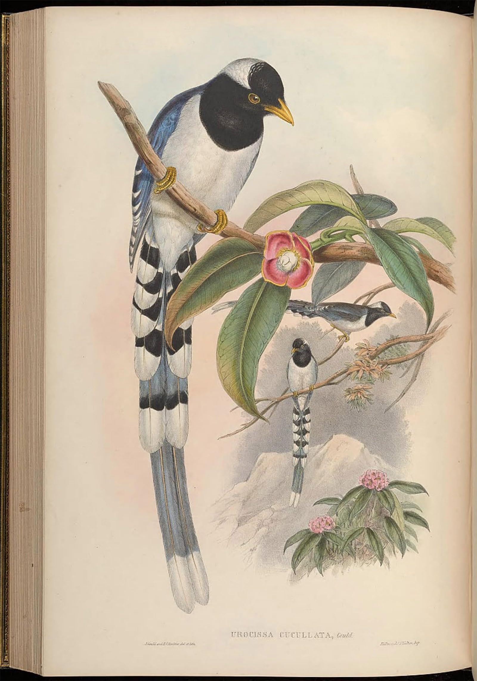 SERENDIPITP Retro Picture Poster Wall Art Pictures Painting Animal Bird Urocissa Cucullata Urocissa Flavirostris Cucullata by John Gould Wall Art Canvas Print for Wall Decor 60x90cm