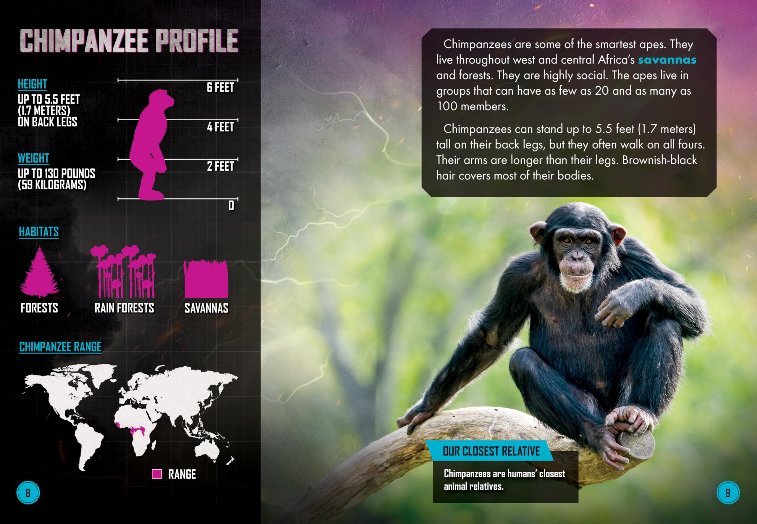 Mandrill vs. Chimpanzee