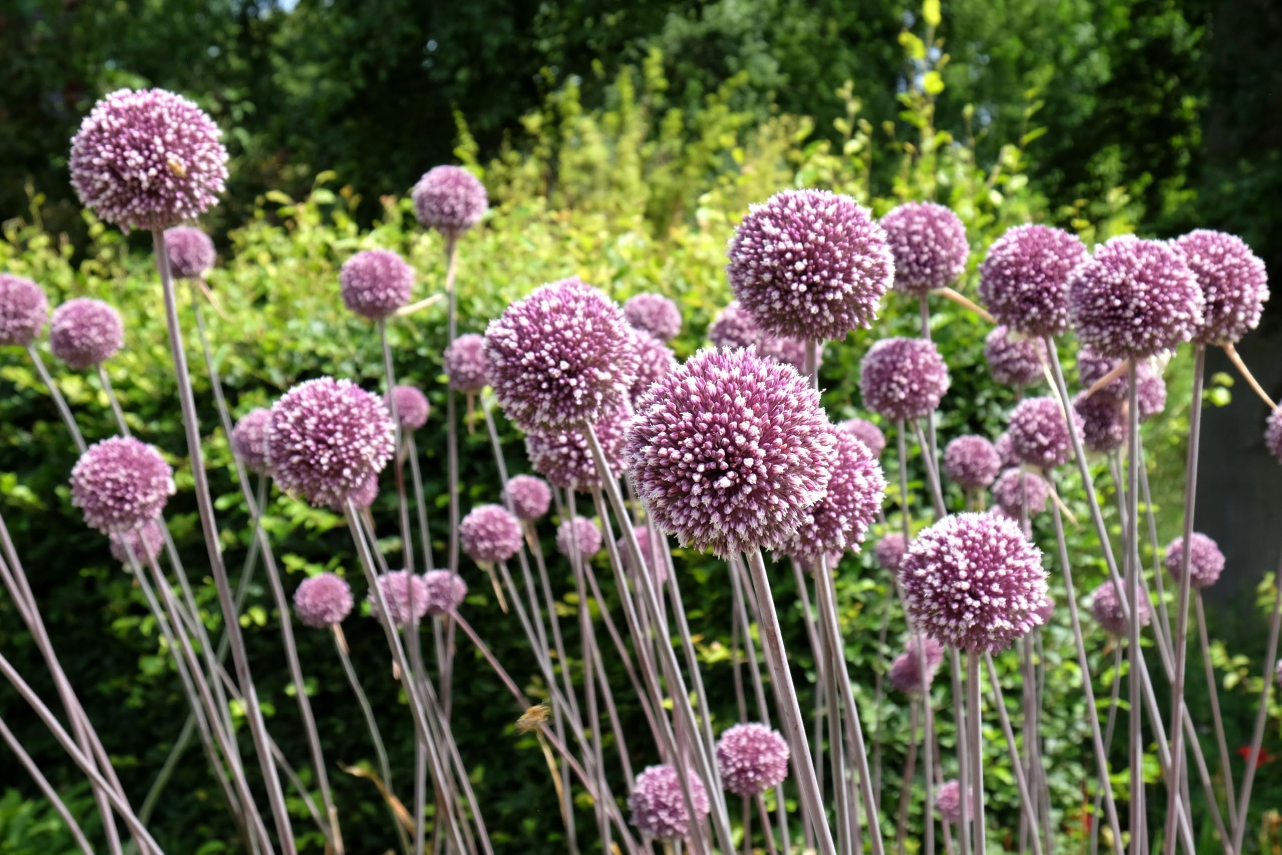 Lincolnshire Pond Plants Ltd - Allium Eros Plant Bulb x5 — view 34