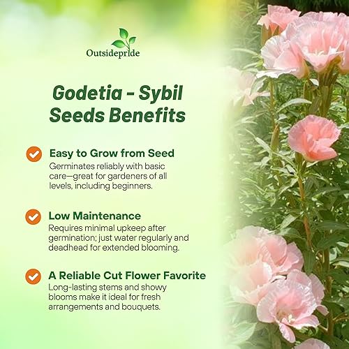 Miniatura 3 de Outsidepride 10000 semillas anuales Godetia Sybil Semillas de flores de salmón para plantar