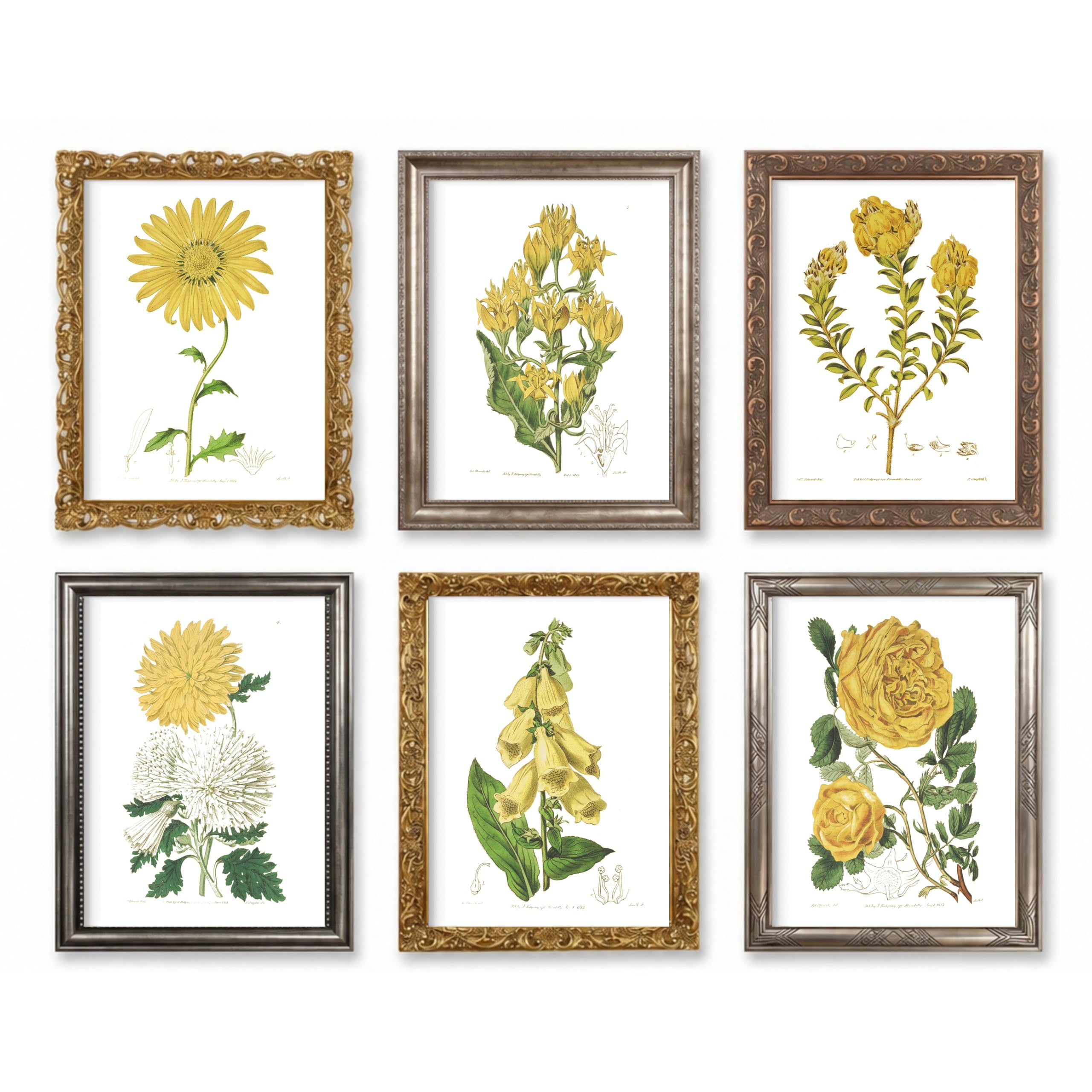 Vintage Botanical Prints Yellow Flowers Set of 6