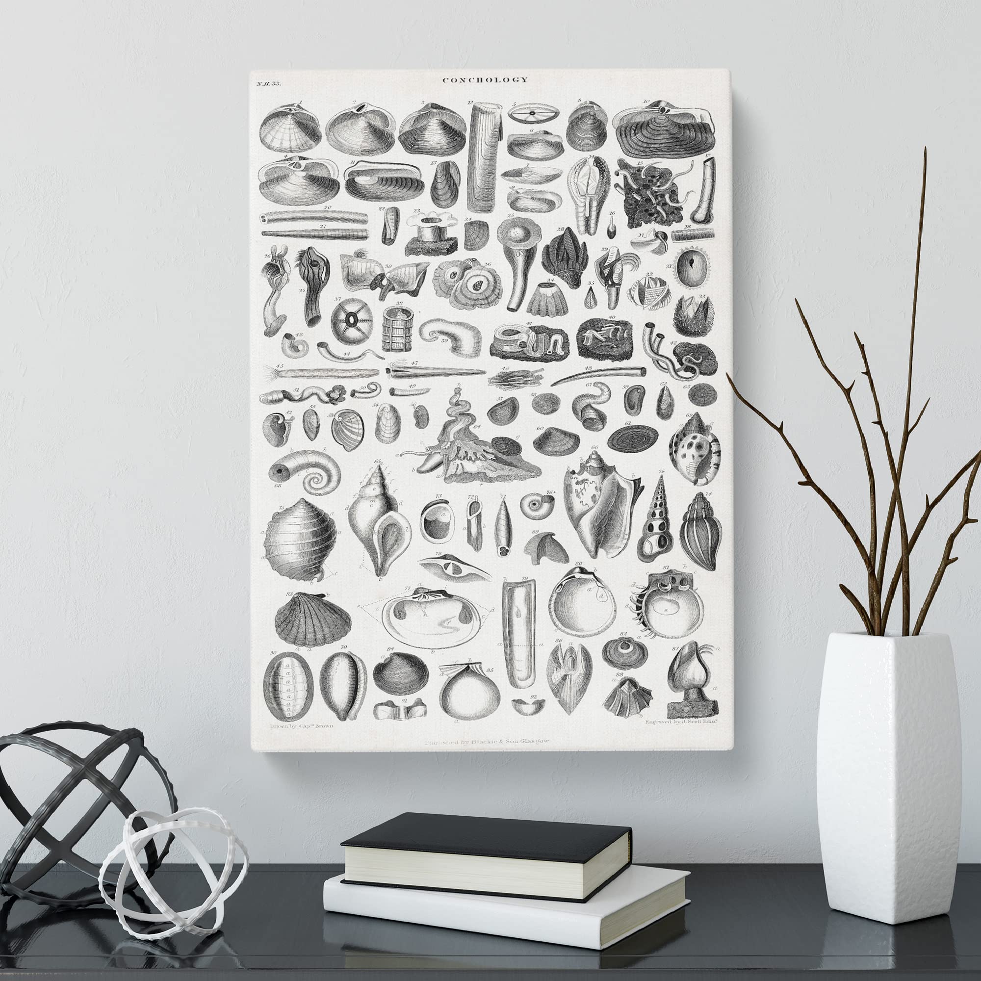 Study Of Mollusk Shells By Oliver Goldsmith Canvas Print, Mixed, 25L x 50W cm - Image 3