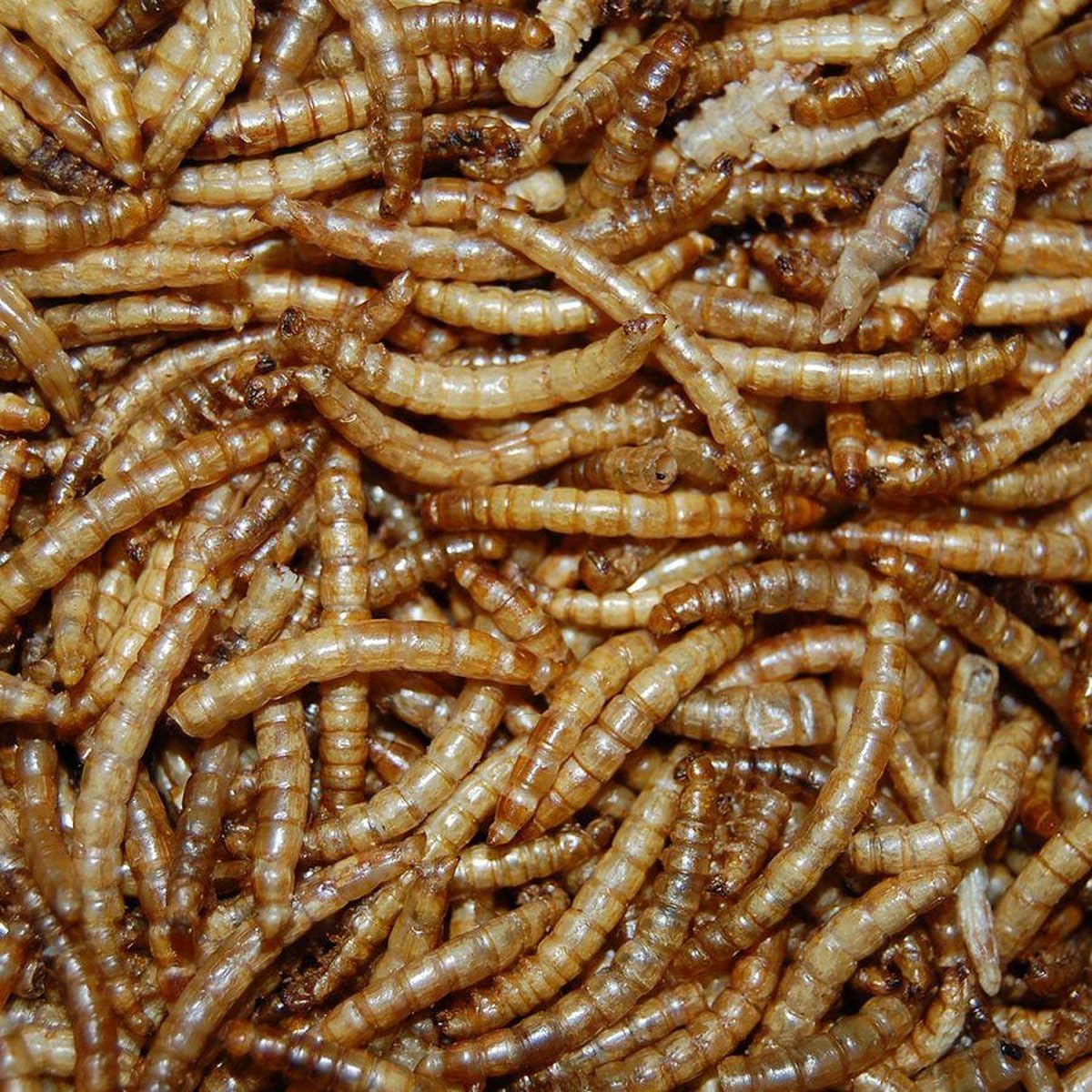 Mehlwürmer 10kg - Getrocknet - Vogelfutter, Fischfutter, Igelfutter, Nagerfutter