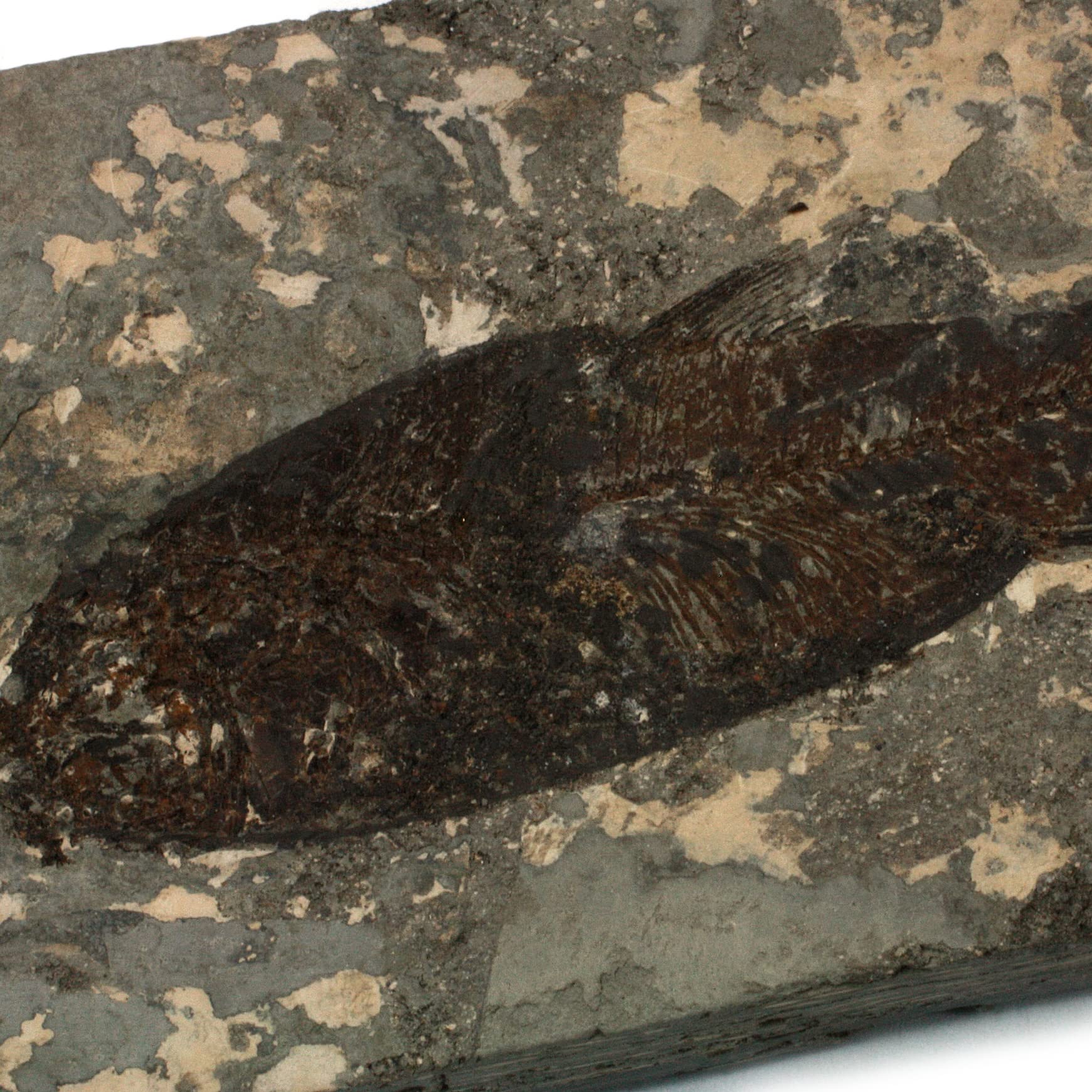 CrystalAge Jianghanichthys Boîte cadeau poisson fossile