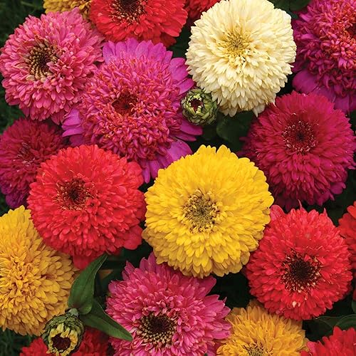 Outsidepride - Zinnia Elegans, 200 semillas anuales, Candy Flower Seed Mix, mezcla de semillas de flores para plantar