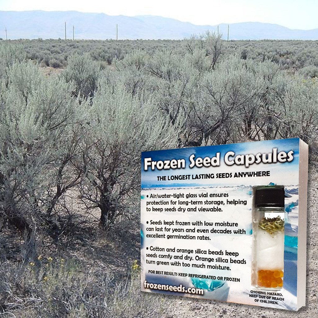 Palm Beach Medicinal Herbs - Wyoming Sagebrush (Artemisia wyomingensis) - Packet of 40 Seeds