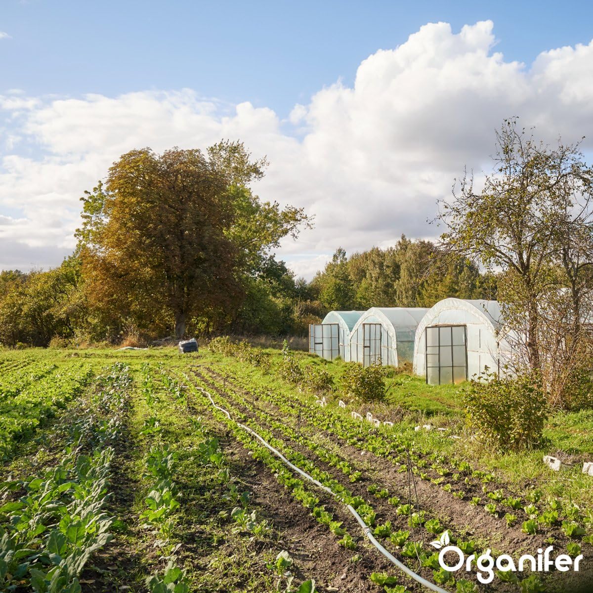 Engrais Au Sulfate D'Ammonium - 20 Kg Pour 400 M2 - Azote Minéral Et Soufre - Action Rapide - Idéal Pour Les Pelouses, Les Légumes, Les Fruits Et Les Plantes Ornementales - Organifer