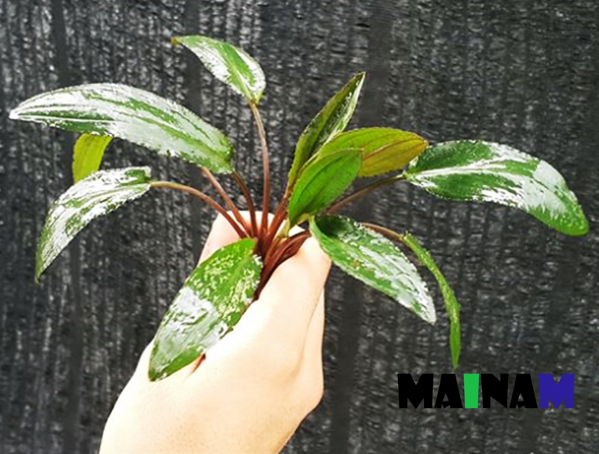 (Crypt Wendtii Green) Cryptocoryne Wendtii Stem Bundle Freshwater Live Aquarium Plants Decoration by Mainam