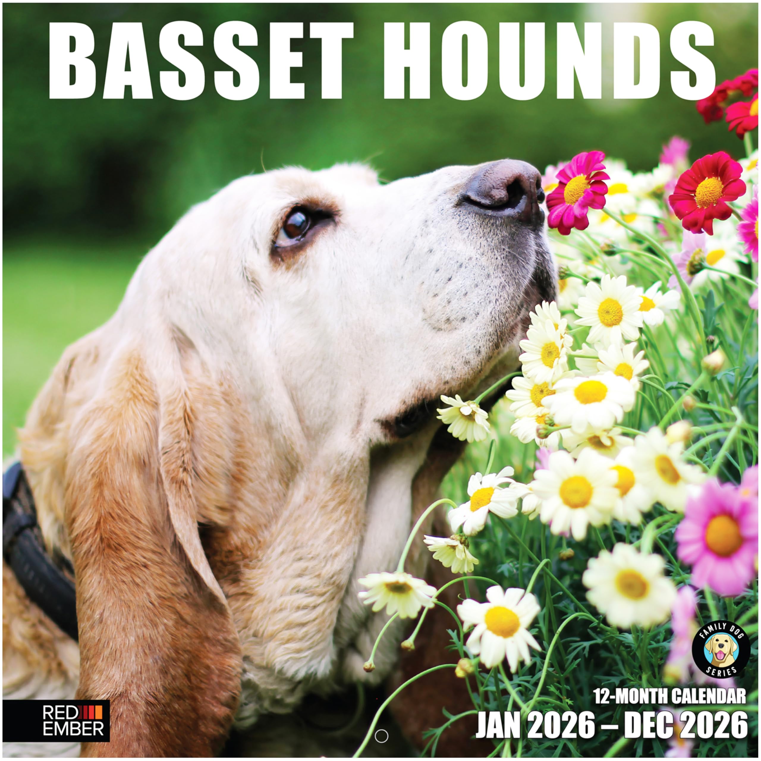 RED EMBER Basset Hounds 2026 Wall Calendar 12 Month | 12" x 24" Open | Thick &amp; Sturdy Paper | Holiday Gift | Cute Puppy Dog Calendar 2026