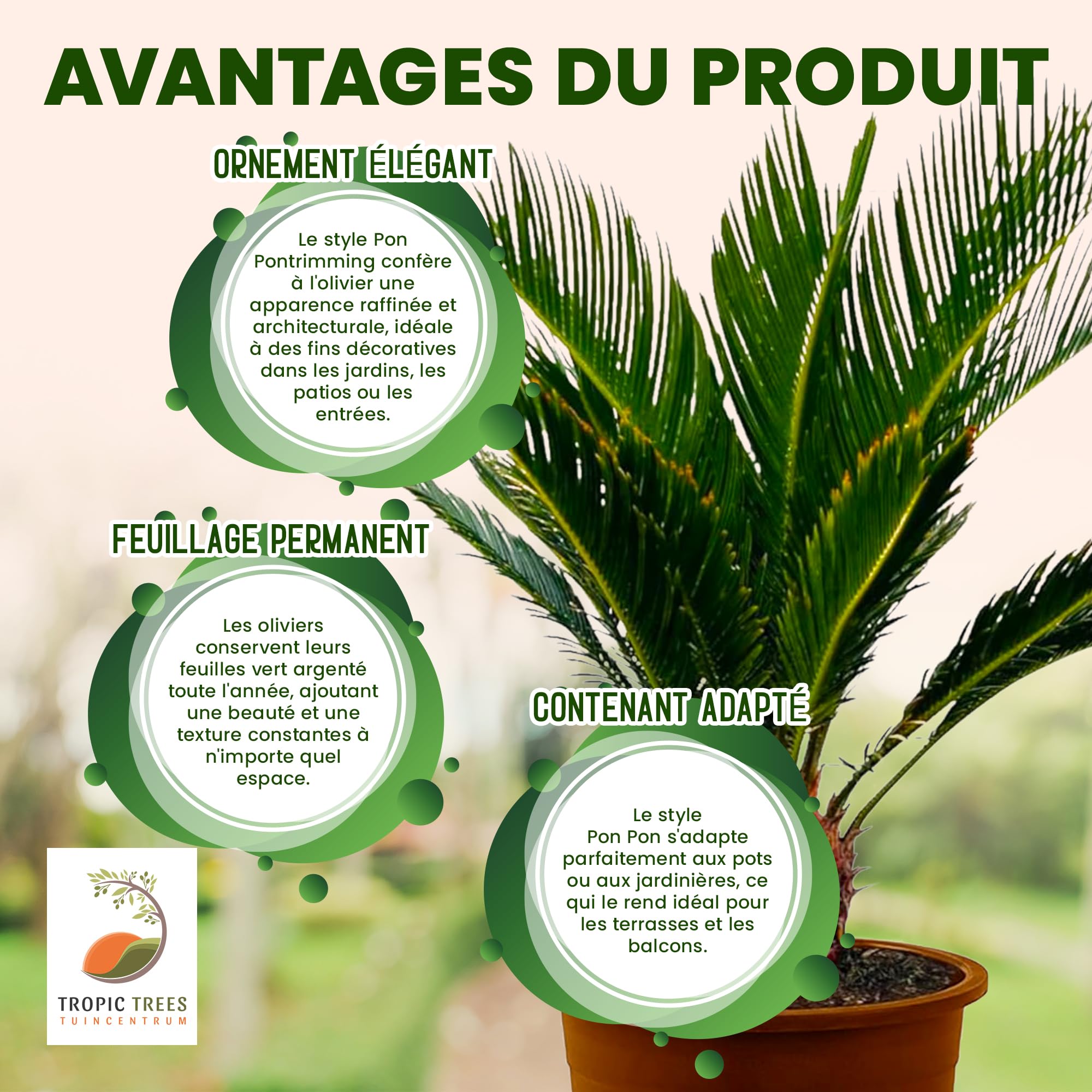 Tropictrees - Cycas Revoluta - Plante à feuillage persistant - Fougère palmiste - Fougère sagou - Plantes d'intérieur - Fougère palmiste japonaise - hauteur 80cm - hauteur de tige 5/10cm