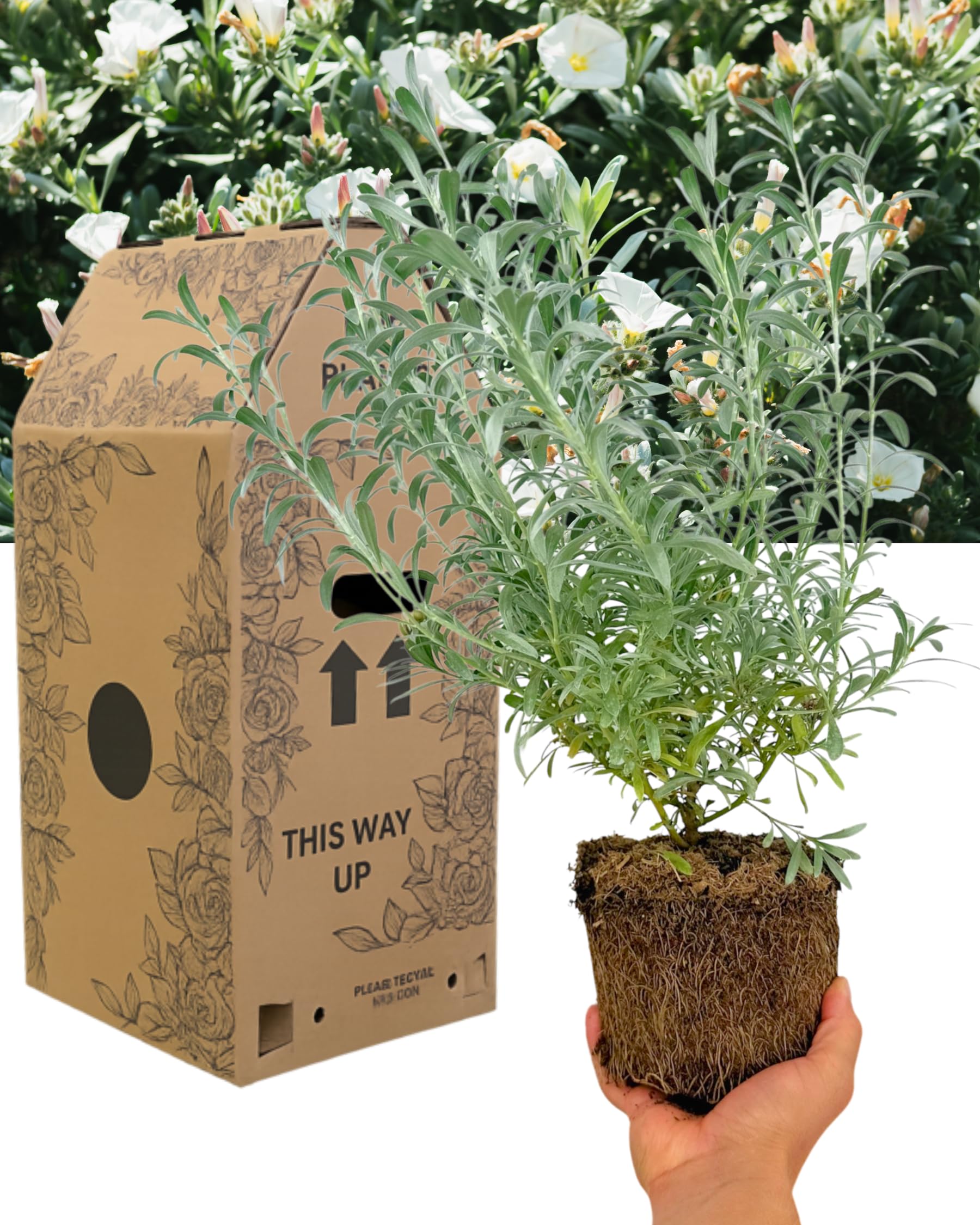 Garden Ready Silverbush Plant - Shrubby Bindweed. Hardy Evergreen Shrub. 1x Large Outdoor Plant with Silvery Green Foliage & White Flowers. Supplied in 2L Peat Free Rootball. Convolvulus Cneorum
