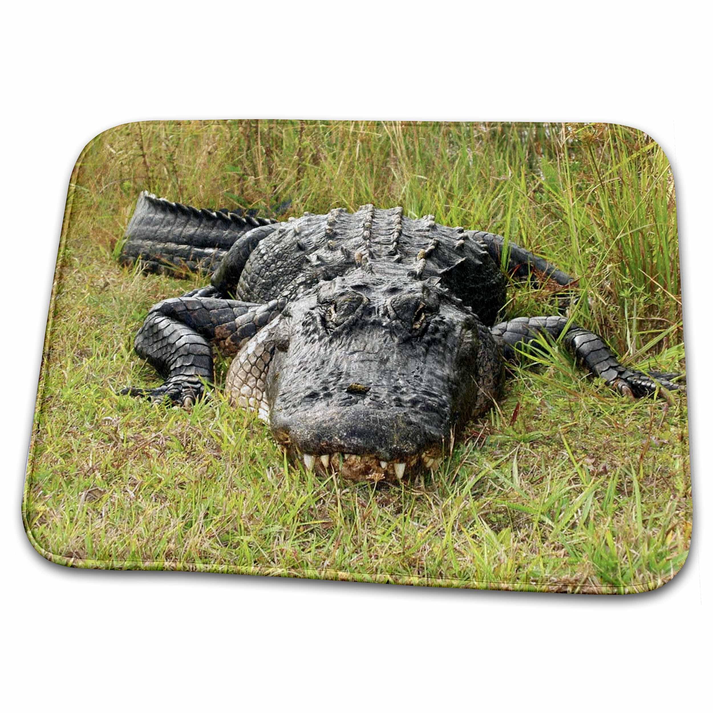 3dRose - Even Larger Florida Gator - Bathroom Bath Rug Mat - (rug-62494-1)