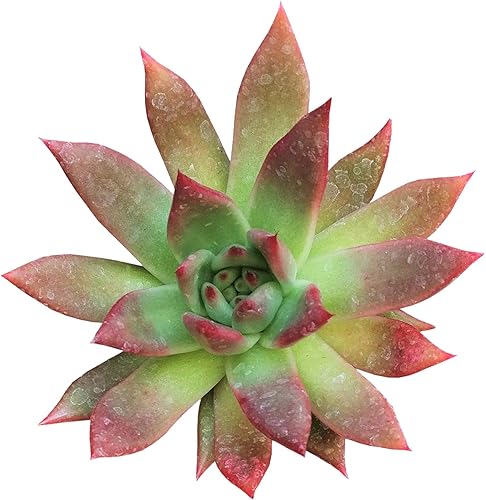 Echeveria Agavoides Lápiz Labial Borde Rojo Suculenta (4 pulgadas)