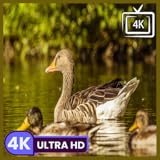 la poste gestion compte en ligne Video en bucle continuo para una ambientación constante