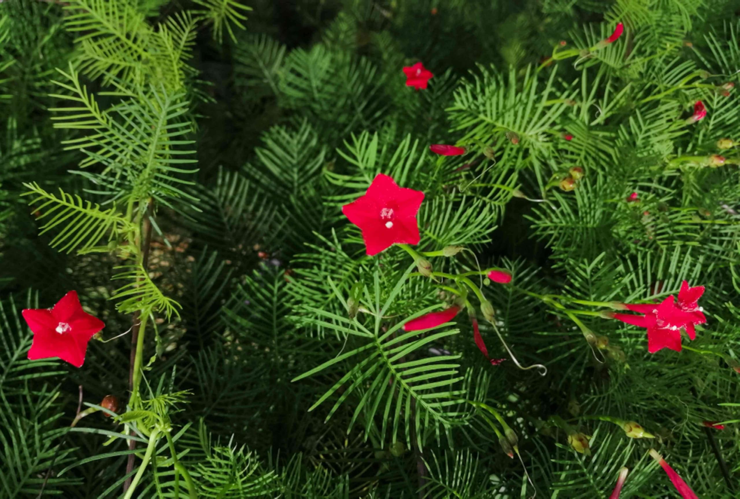 Bio Blooming Cypress vine Star Glory - Mayil manikkam Seeds (Pack of 10seeds) (Red) (B0CSW2STPR) Amazon Price History, Amazon Price Tracker