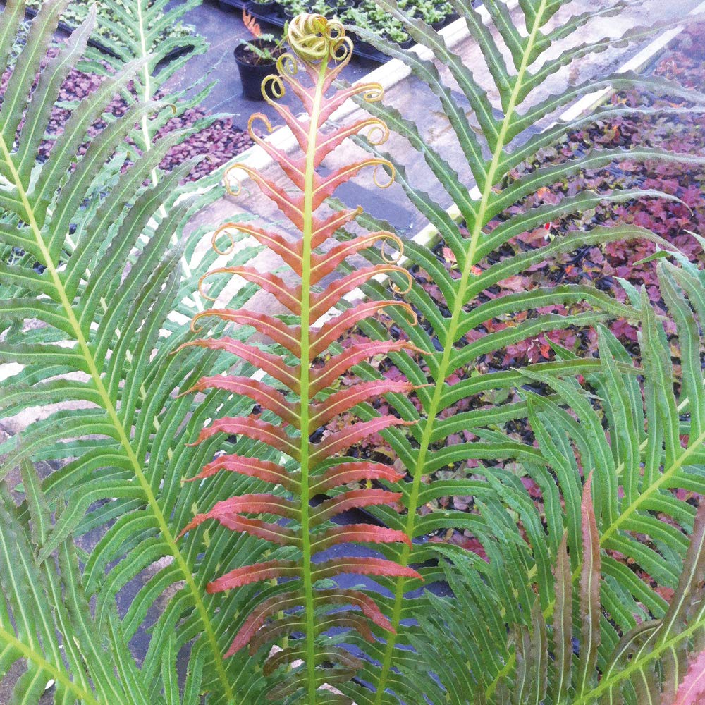 Hardy Garden Dwarf Patio Tree Fern Plant Blechnum Volcano with Colour Changing Leaves, Supplied as 1 x 9cm Blechnum Volcano (Dwarf Brazilian Tree Fern) Pot by Thompson & Morgan