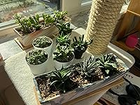 Review Image by 🍄