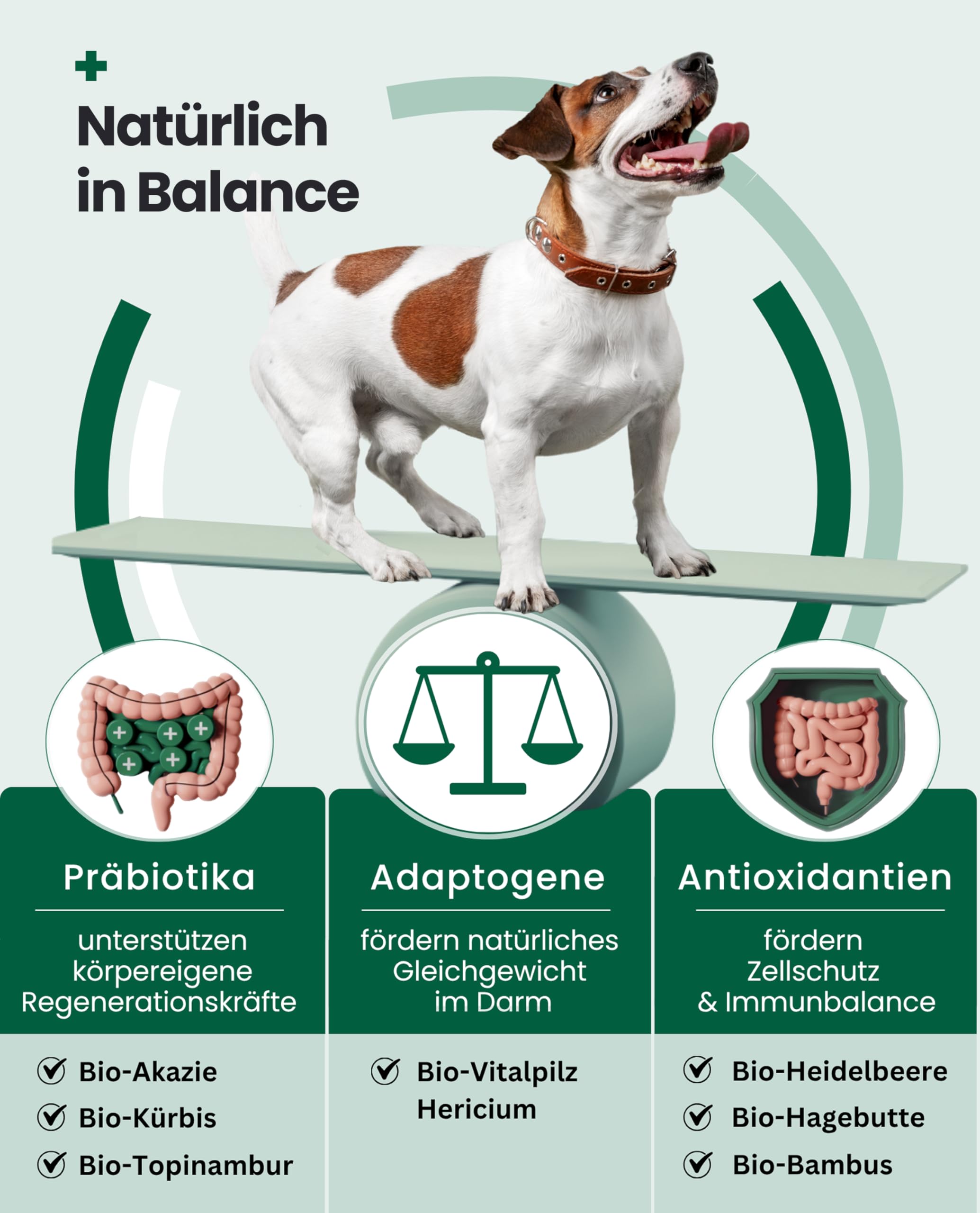 PAWSAN Darmwohl Bio Darmkur Hund – Alternative zu Probiotika – Gras und Kotfresser Drops – Sodbrennen Hund, Durchfall, Blähungen – Darmflora Aufbauen mit Präbiotika – 100 Tabletten Made in Germany
