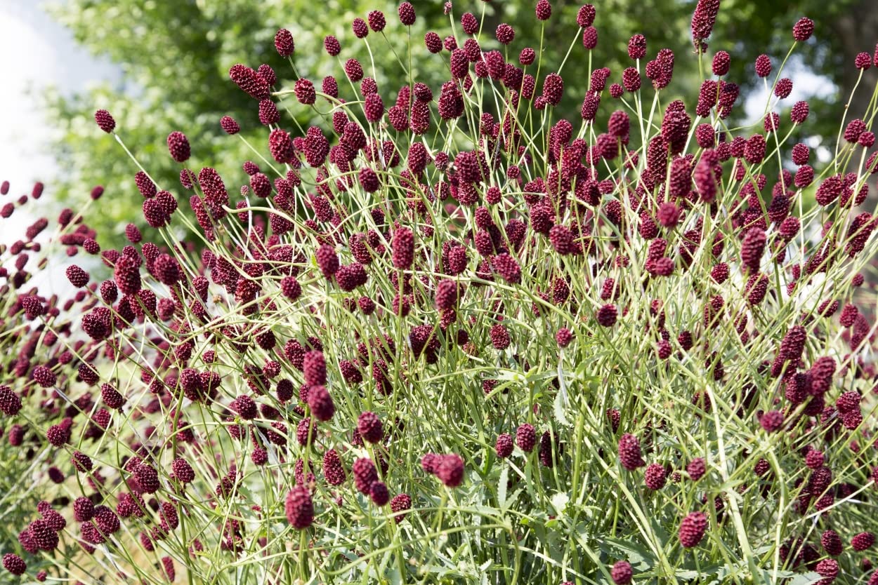 Health Embassy Burnet Herb | Sanguisorba officinalis L | 100% Natural Herbal Tea (100g)